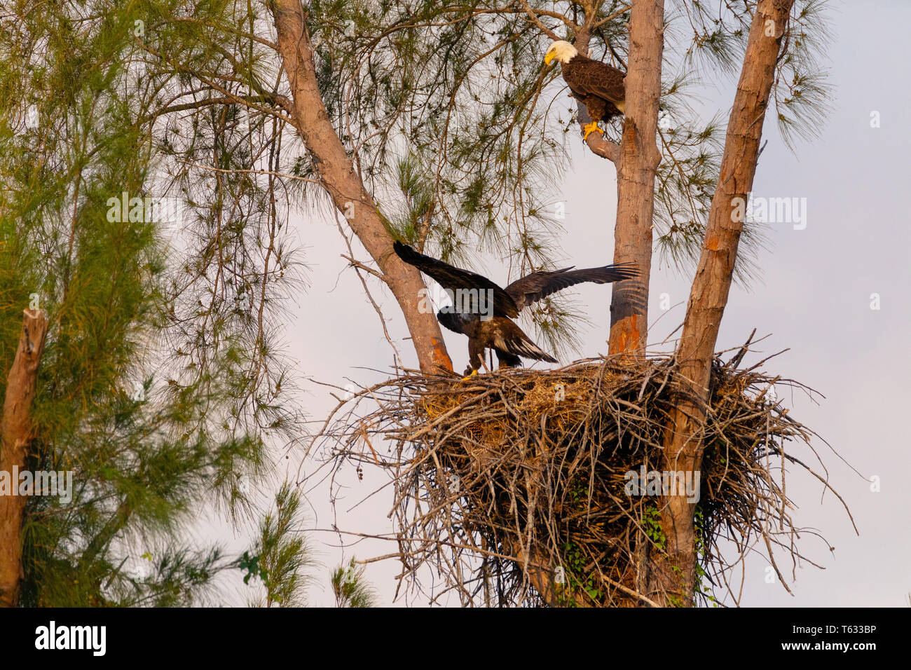 Famille de pygargue à tête blanche Haliaeetus leucocephalus parents avec leur nid de poussins sur Marco Island, en Floride en hiver. Banque D'Images