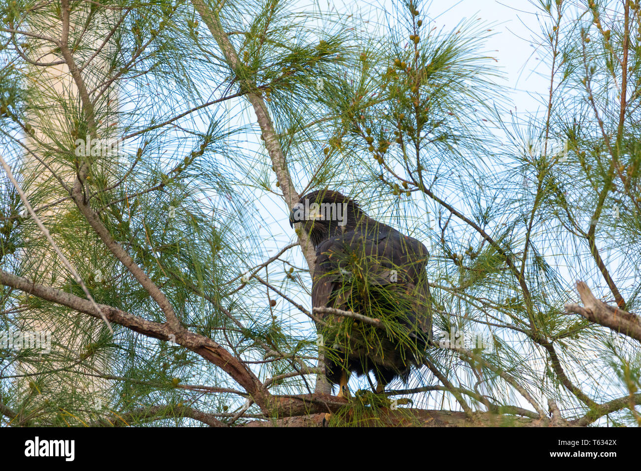 Assis sur une branche après avoir quitté le nid, un jeune jeune pygargue à tête l'Eaglet Haliaeetus leucocephalus tente d'obtenir l'énergie pour revenir, Marco Island Banque D'Images
