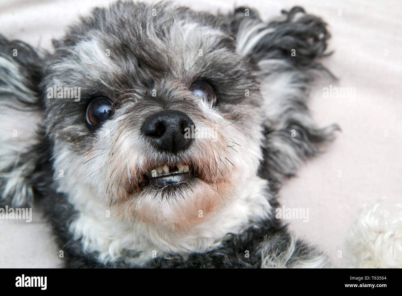 Un mignon petit chien rocé, shi tzu et caniche, en détail. Couché sur le dos et montrant les dents. L'un d'entre eux est manquant, il est tombé. Banque D'Images