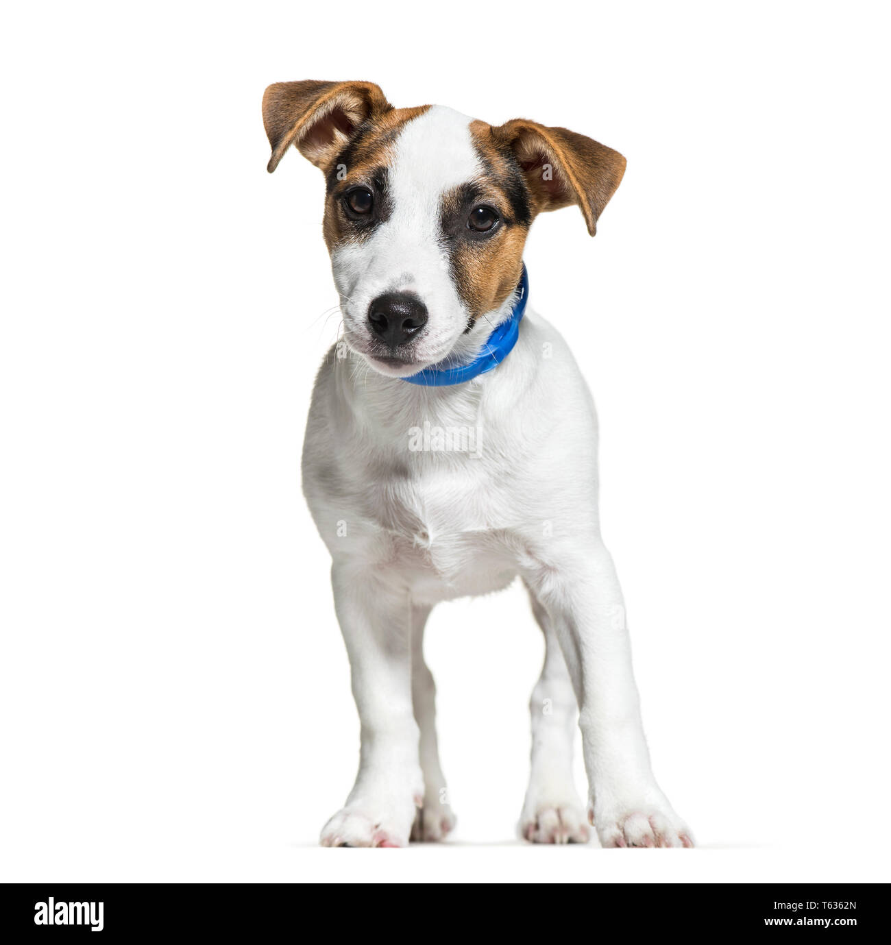 Jack Russell, 16 in front of white background Banque D'Images