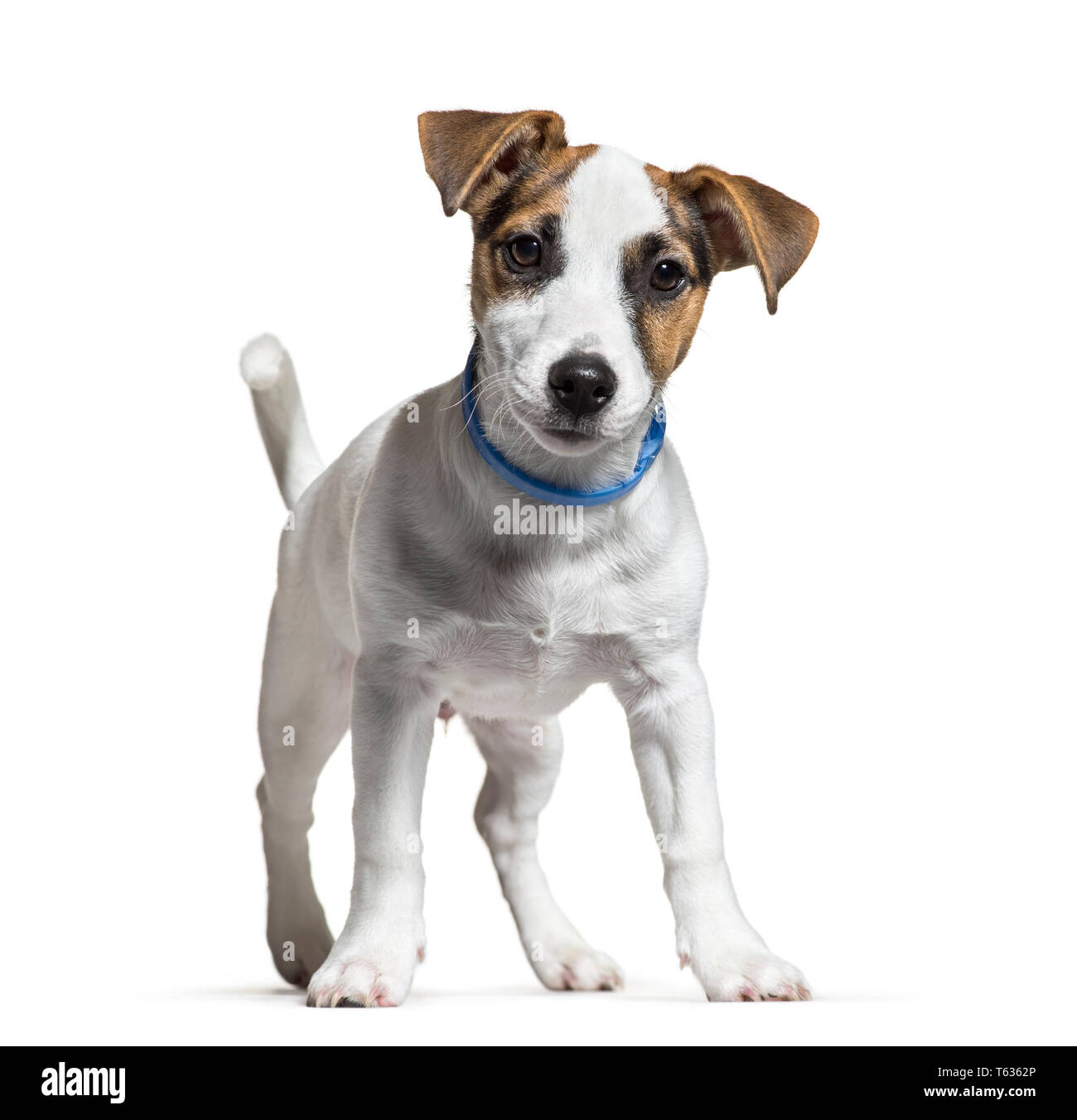 Jack Russell, 16 in front of white background Banque D'Images