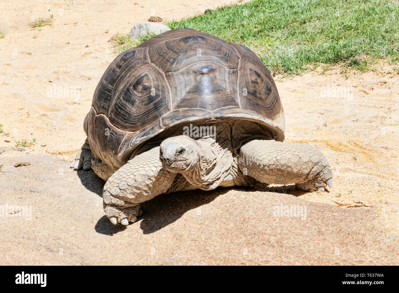 Magnifique portrait d'un immense et de tortue de terre Banque D'Images