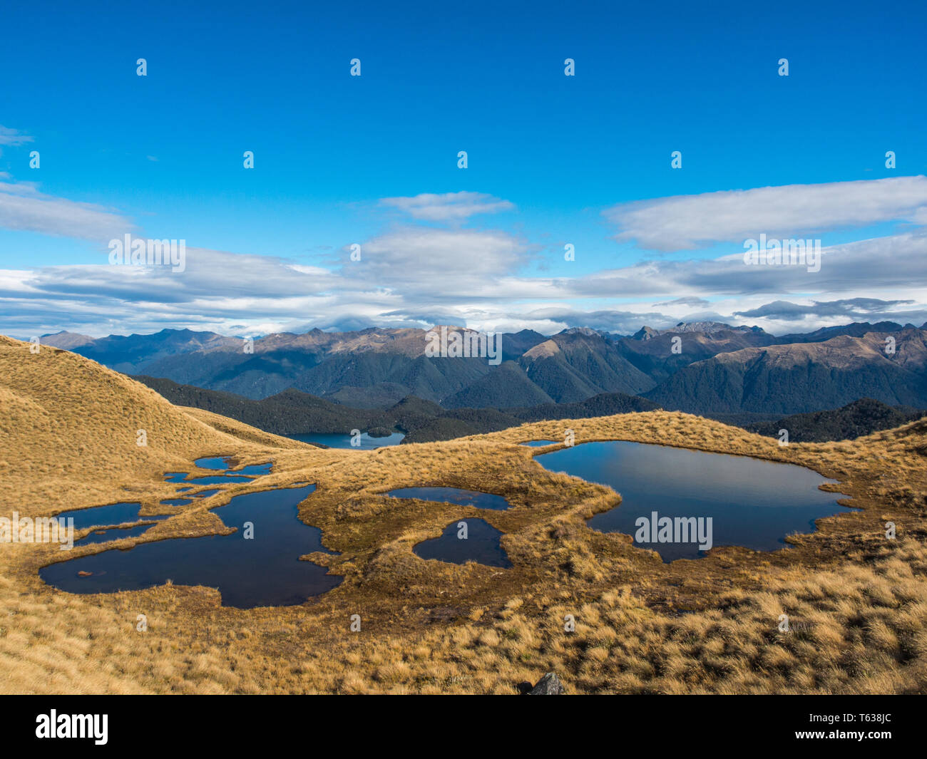 Alpine tarns, dans pays de buttes, au-dessus de la limite forestière, vue sur les montagnes lointaines, Mt Burns Piste, Parc National de Fiordland, Southland, Nouvelle-Zélande Banque D'Images