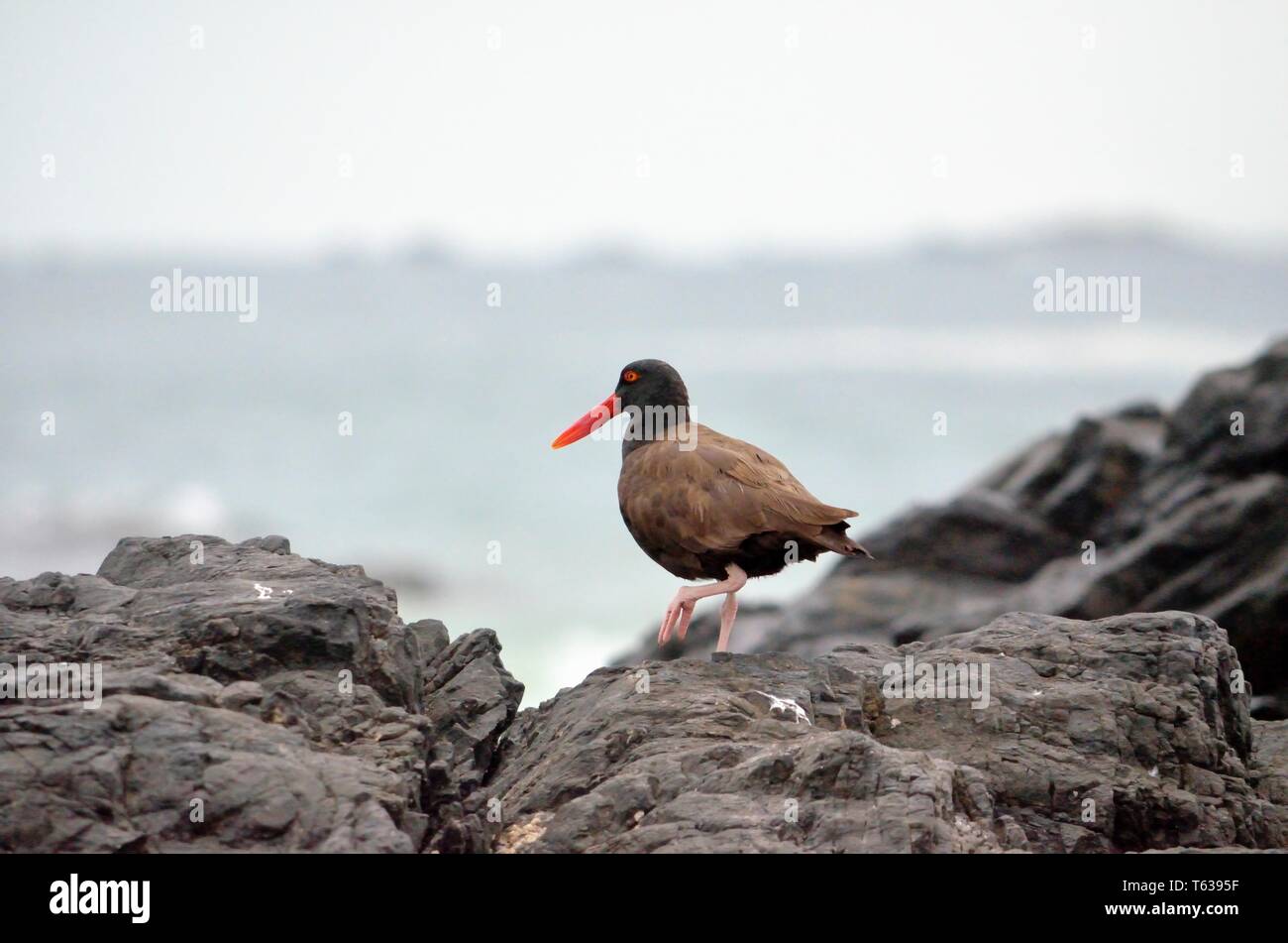 Blakish Ostrero, Haematopus ater, Chili Banque D'Images