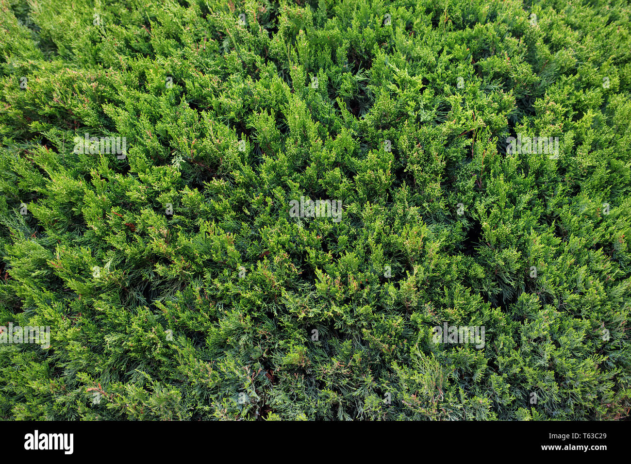 Bush naturel vert clôture comme arrière-plan. Banque D'Images