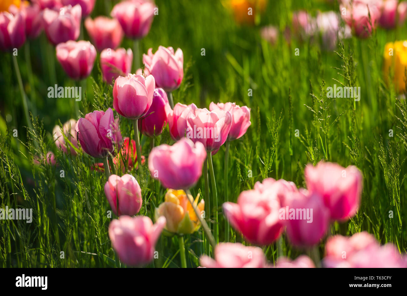 Printemps tulipe exposition en Volcji potok Arboretum près de Kamnik Banque D'Images