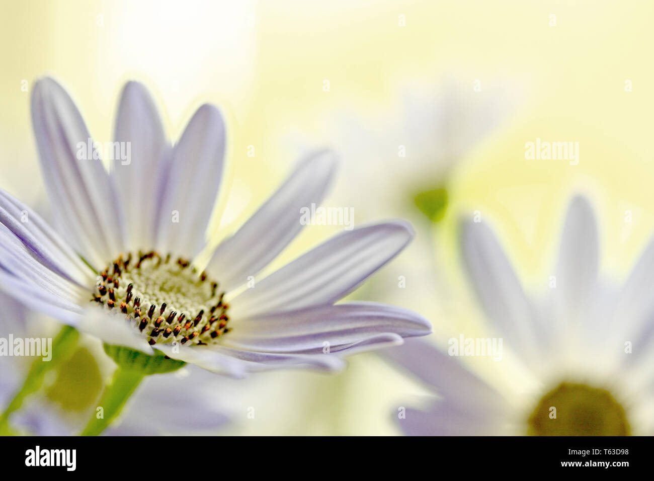 Senetti Fleur Pericalis Banque D'Images