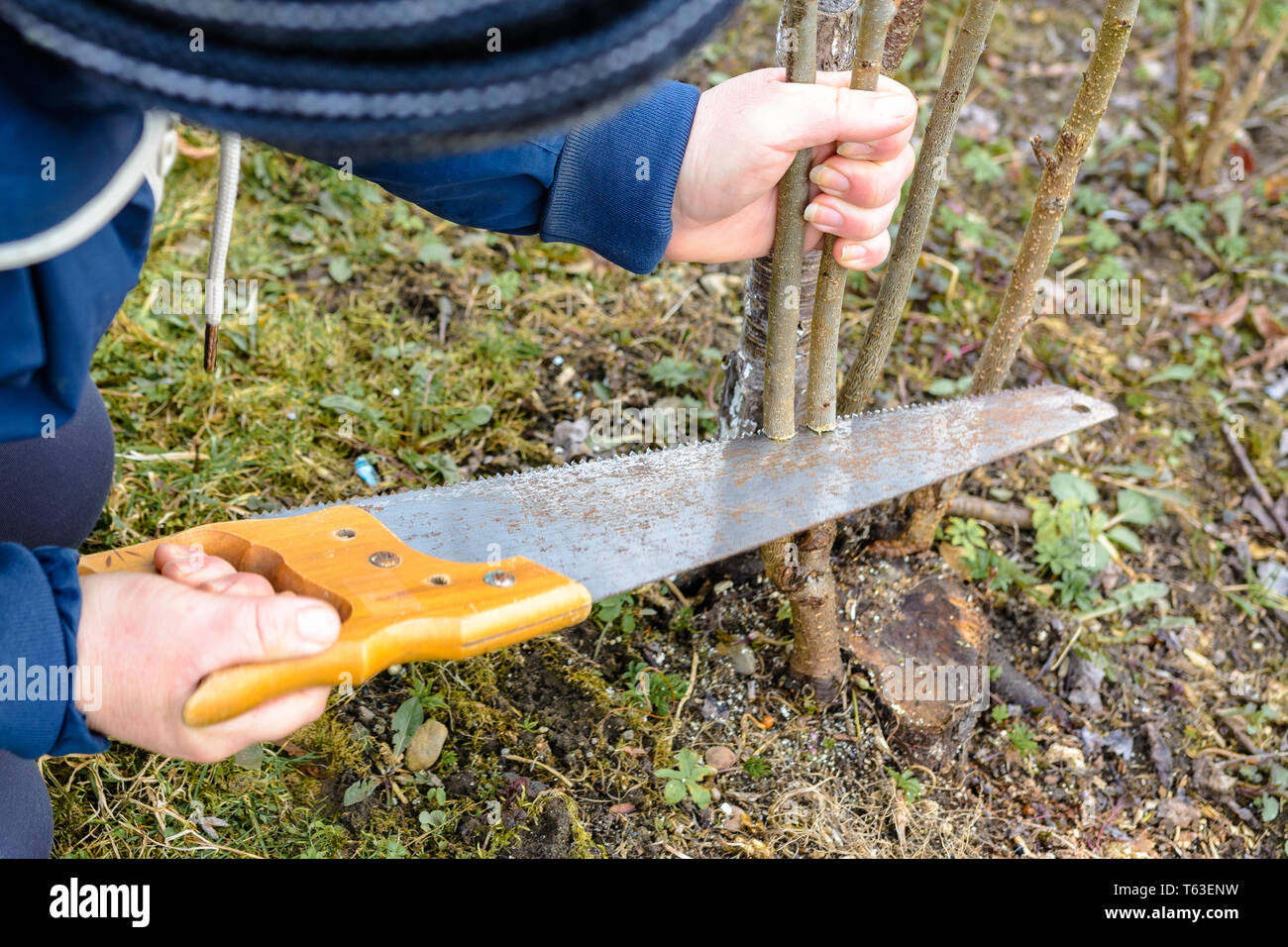 Un jardinier femme coupe une main dans le jardin dans le jardin, les jeunes non-arbre fertile pour l'inoculation de fruit tree 2019 fertile Banque D'Images