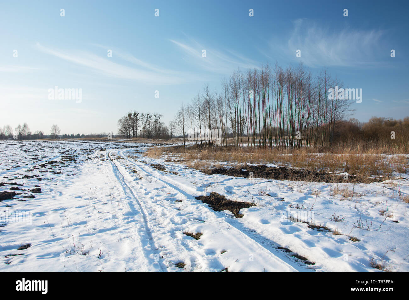 La neige chemin rural à travers champs. Taillis et ciel bleu - vue d'hiver ensoleillé Banque D'Images