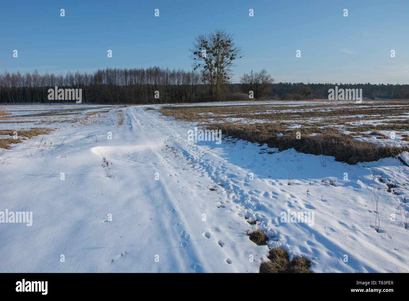 Route rurale couverte de neige. Forêt et ciel bleu - vue d'hiver ensoleillé Banque D'Images