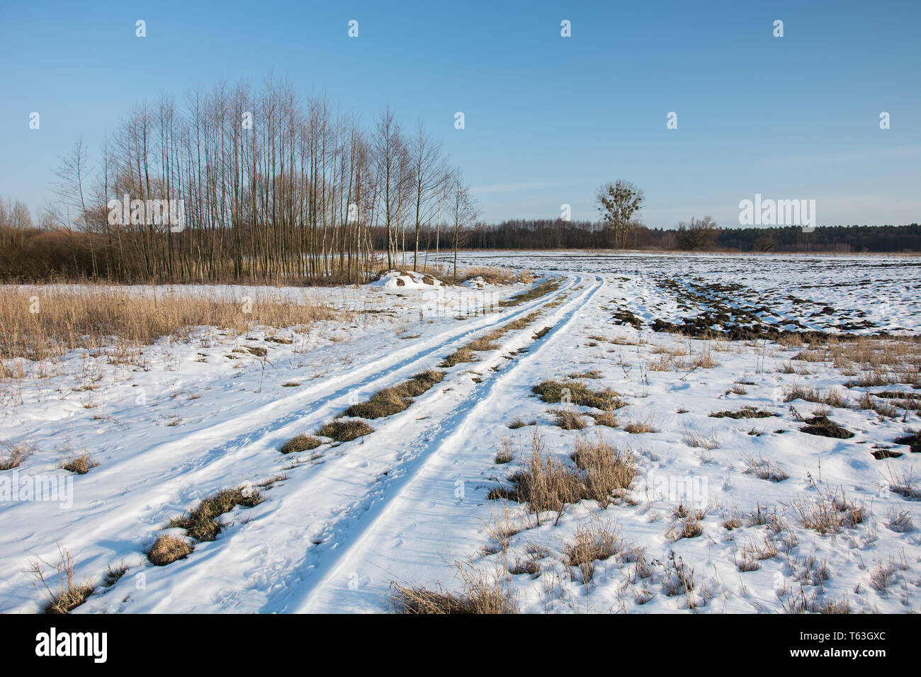 Pays couverts de neige route à travers champs. Taillis et ciel bleu - journée d'hiver ensoleillée Banque D'Images