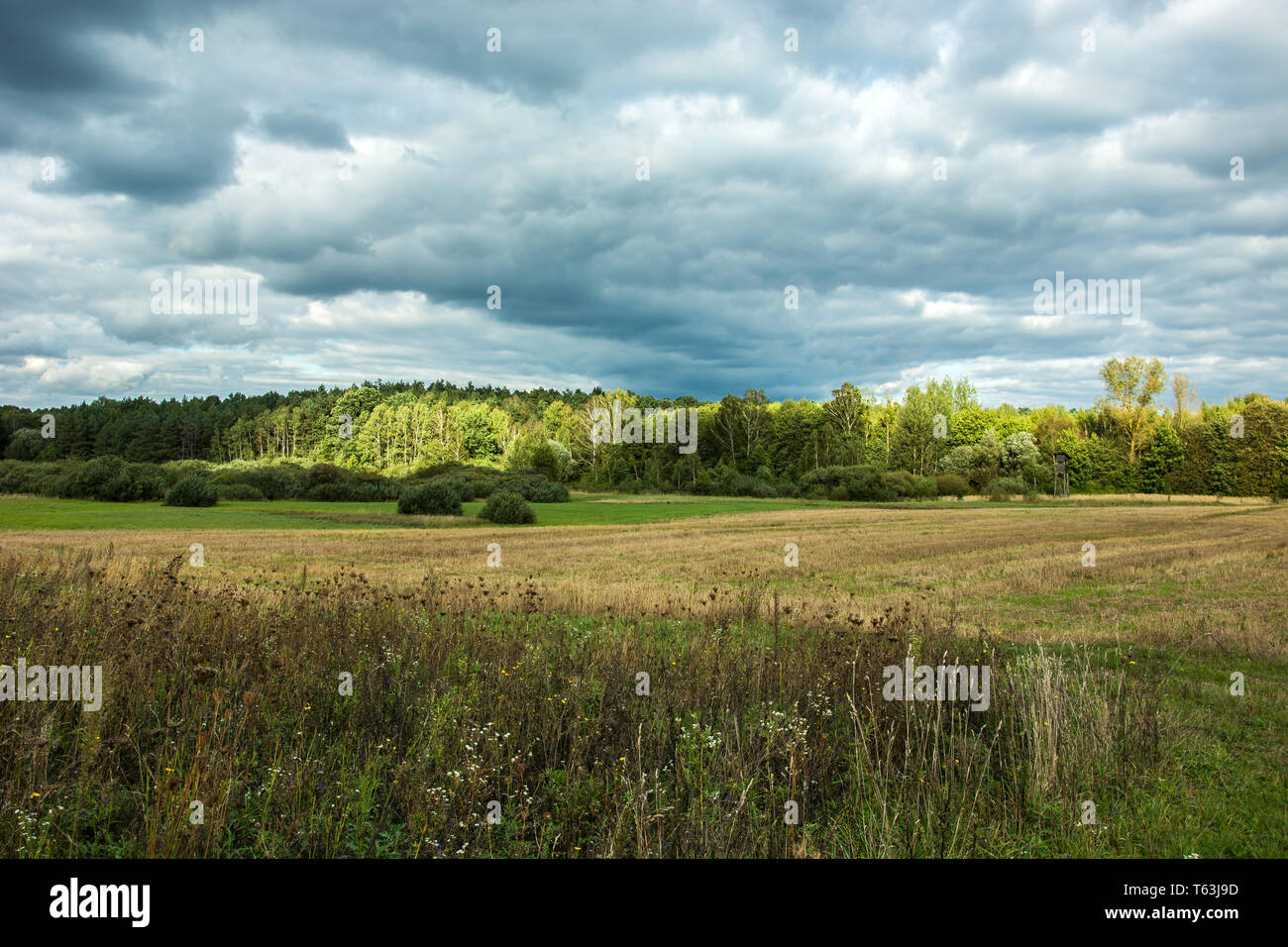 Herbes sauvages, prairie et forêt par le soleil en contre-jour et ciel nuageux Banque D'Images