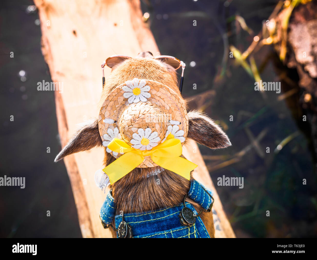 Chihuahua portant des lunettes de soleil, chapeau de paille et salopette denim jouit de soleil sur la rive du fleuve . Cute little doggie prend des bains de soleil à l'extérieur. Un quartier chic dr Banque D'Images