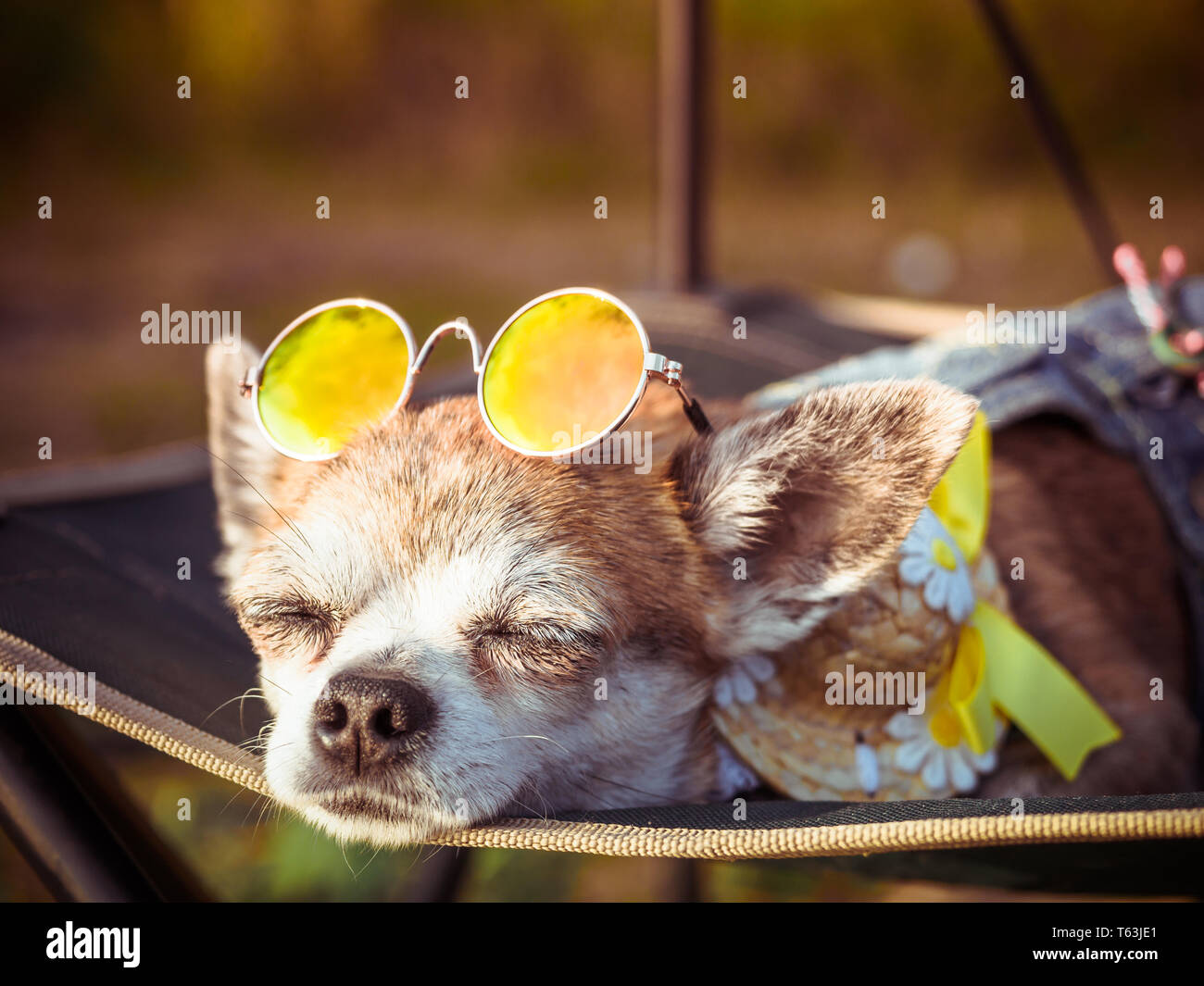 Chihuahua portant des lunettes de soleil et chapeau de paille se trouve dans un hamac près d'une plage en profitant du soleil. Chien à la mode denim vêtu d'un costume en appui sur la nat Banque D'Images