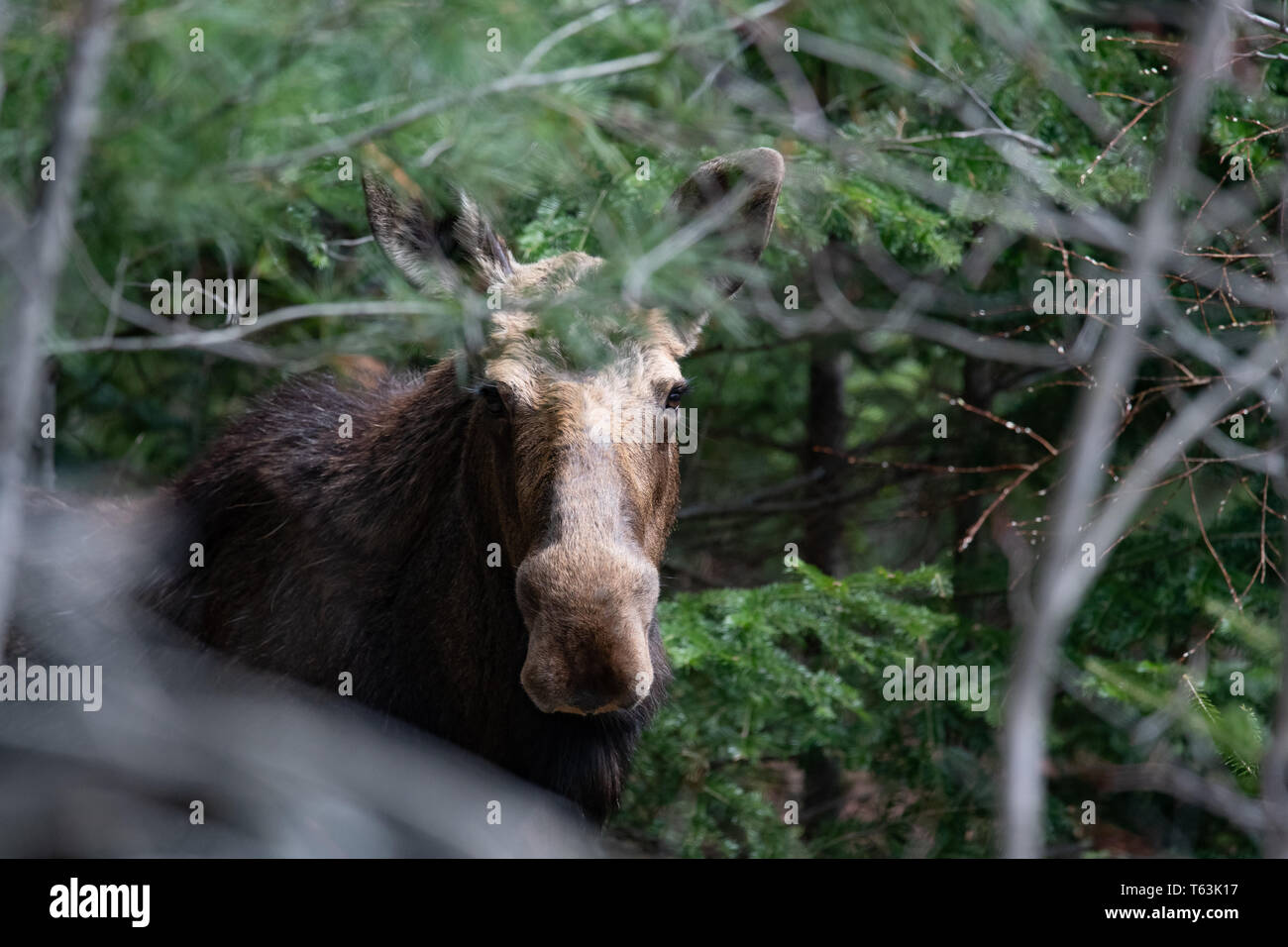 Un nord-américain, l'orignal, Alces alces, cachés dans la nature sauvage des montagnes Adirondack dans l'État de New York, USA Banque D'Images