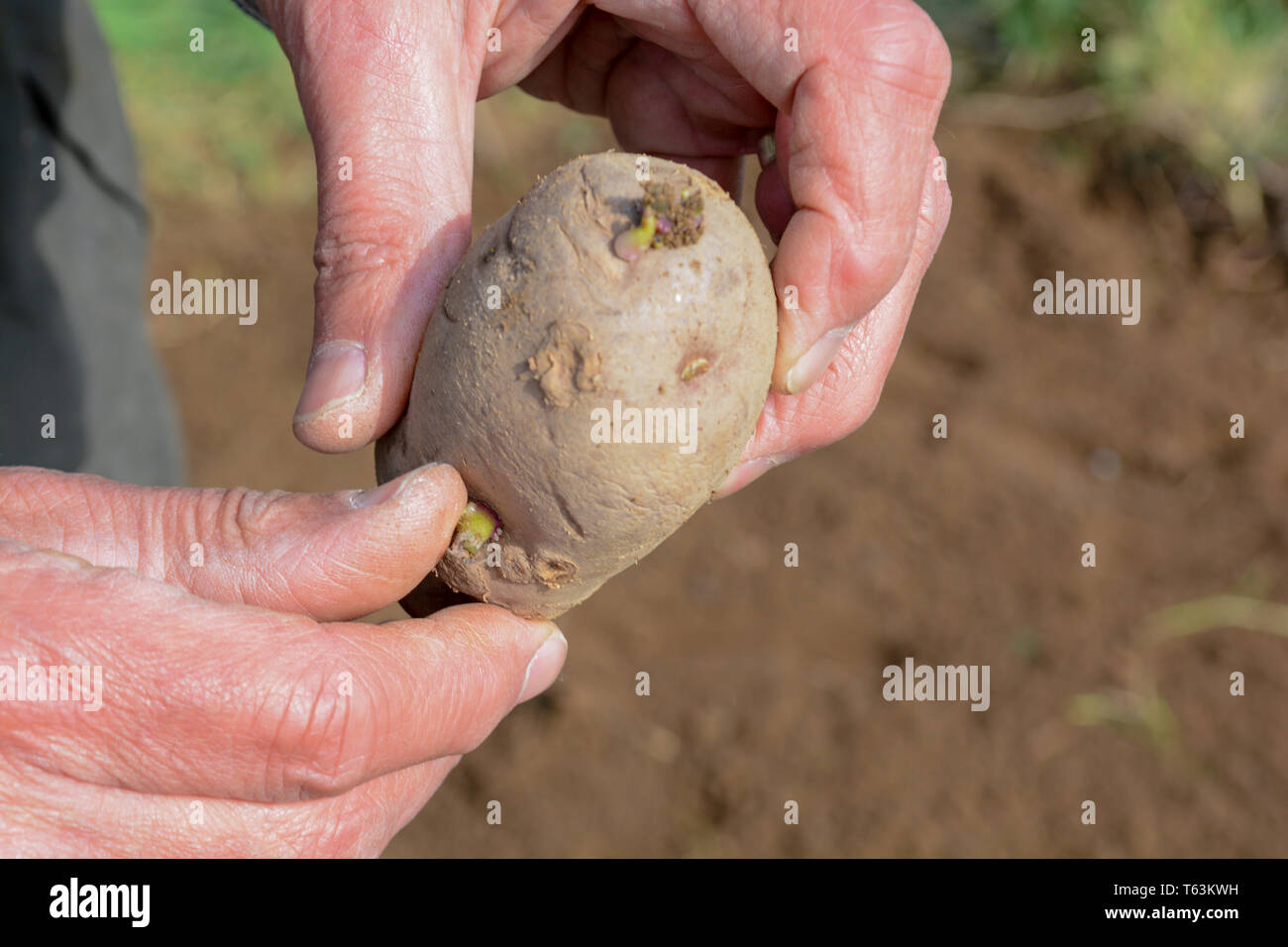 La plantation de pommes de terre à l'extérieur pour développer vos propres légumes Banque D'Images