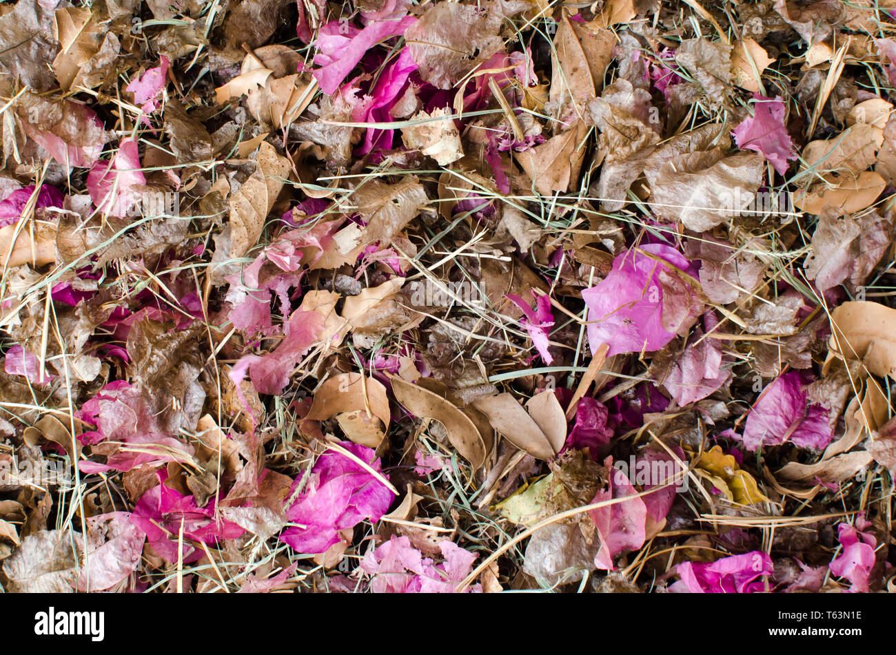 La texture de matière organique Banque D'Images