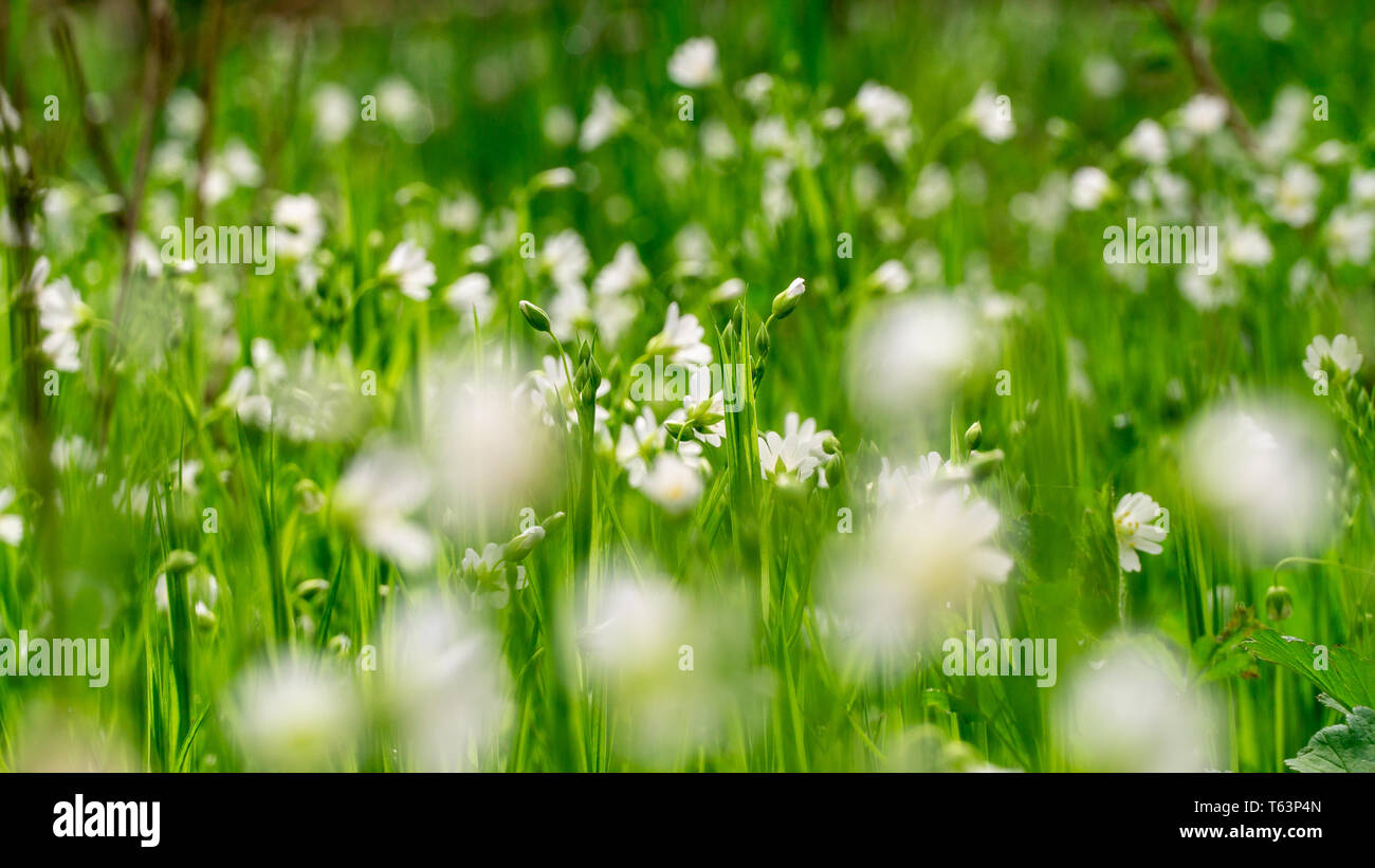 Prairie parsemée de magnifiques fleurs blanches et mouron des oiseaux Banque D'Images