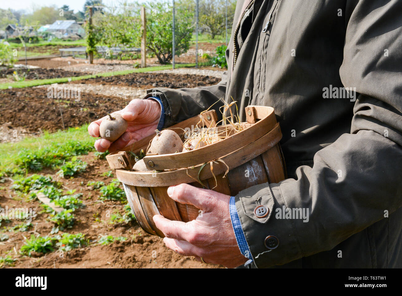 La plantation de pommes de terre à l'extérieur pour développer vos propres légumes Banque D'Images