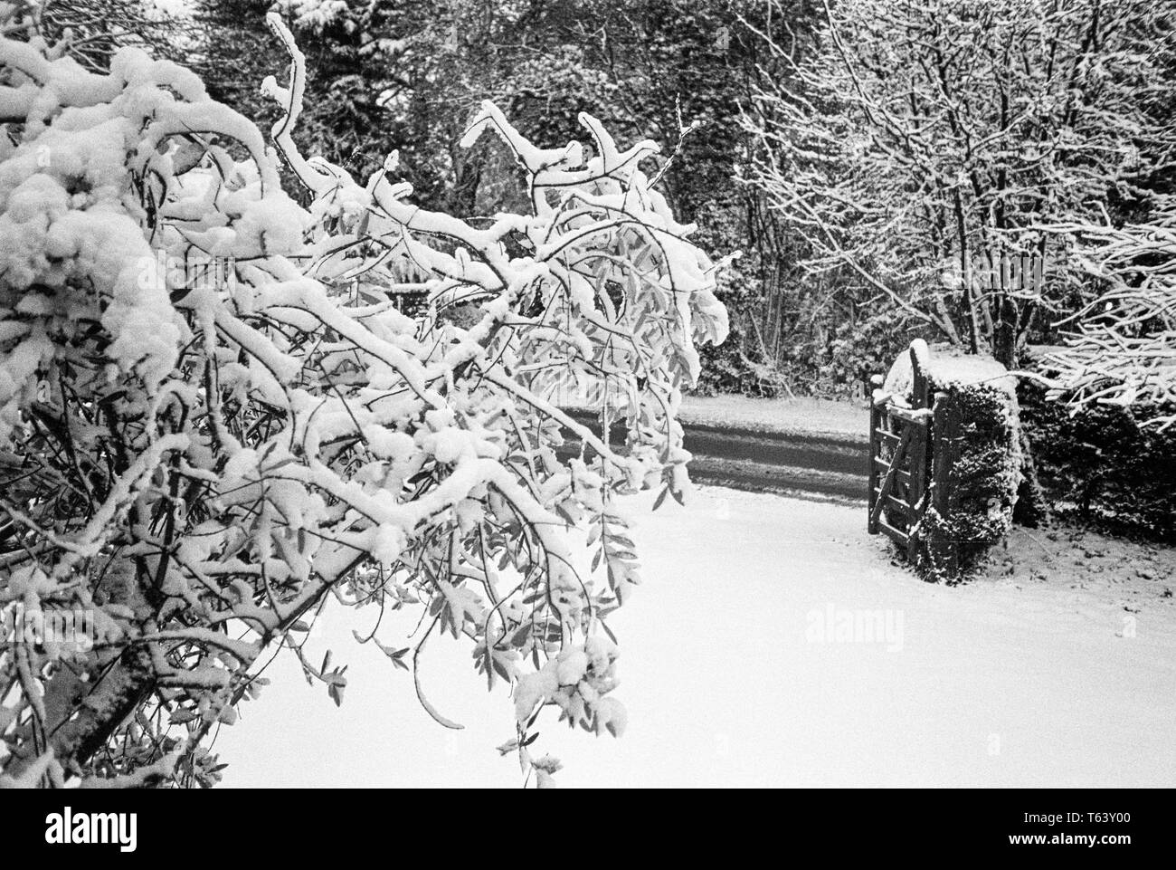 Couvert de neige des branches, Medstead, Alton, Hampshire, Royaume-Uni. Banque D'Images