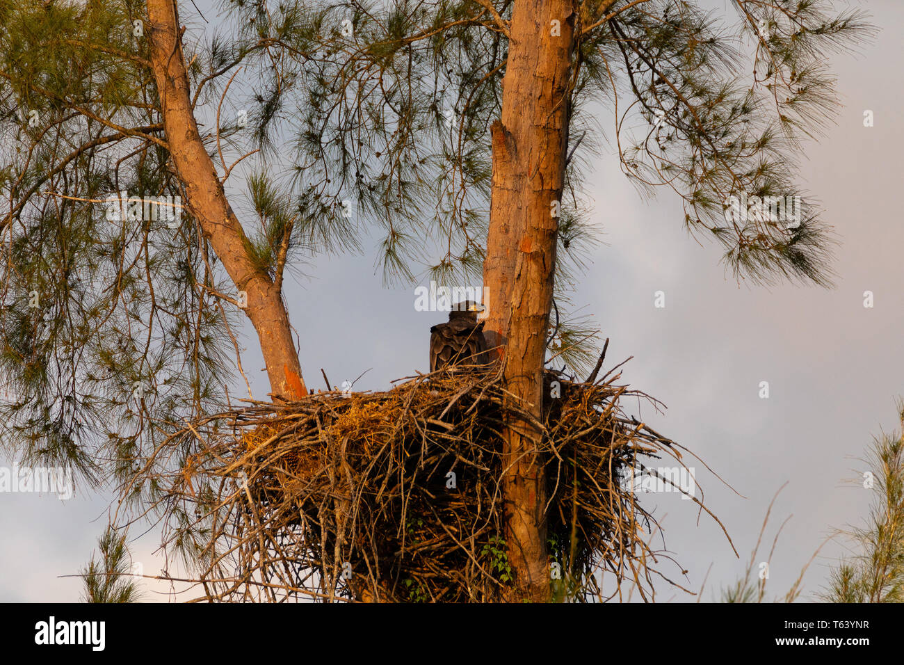 L'eaglet chauve Bébé juvénile Haliaeetus leucocephalus dans un nid sur Marco Island, en Floride en hiver. Banque D'Images