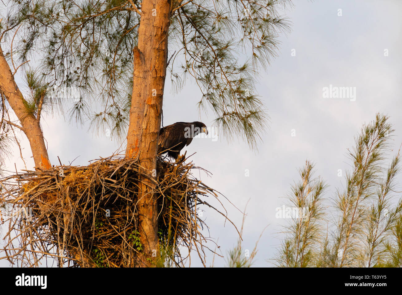 L'eaglet chauve Bébé juvénile Haliaeetus leucocephalus dans un nid sur Marco Island, en Floride en hiver. Banque D'Images