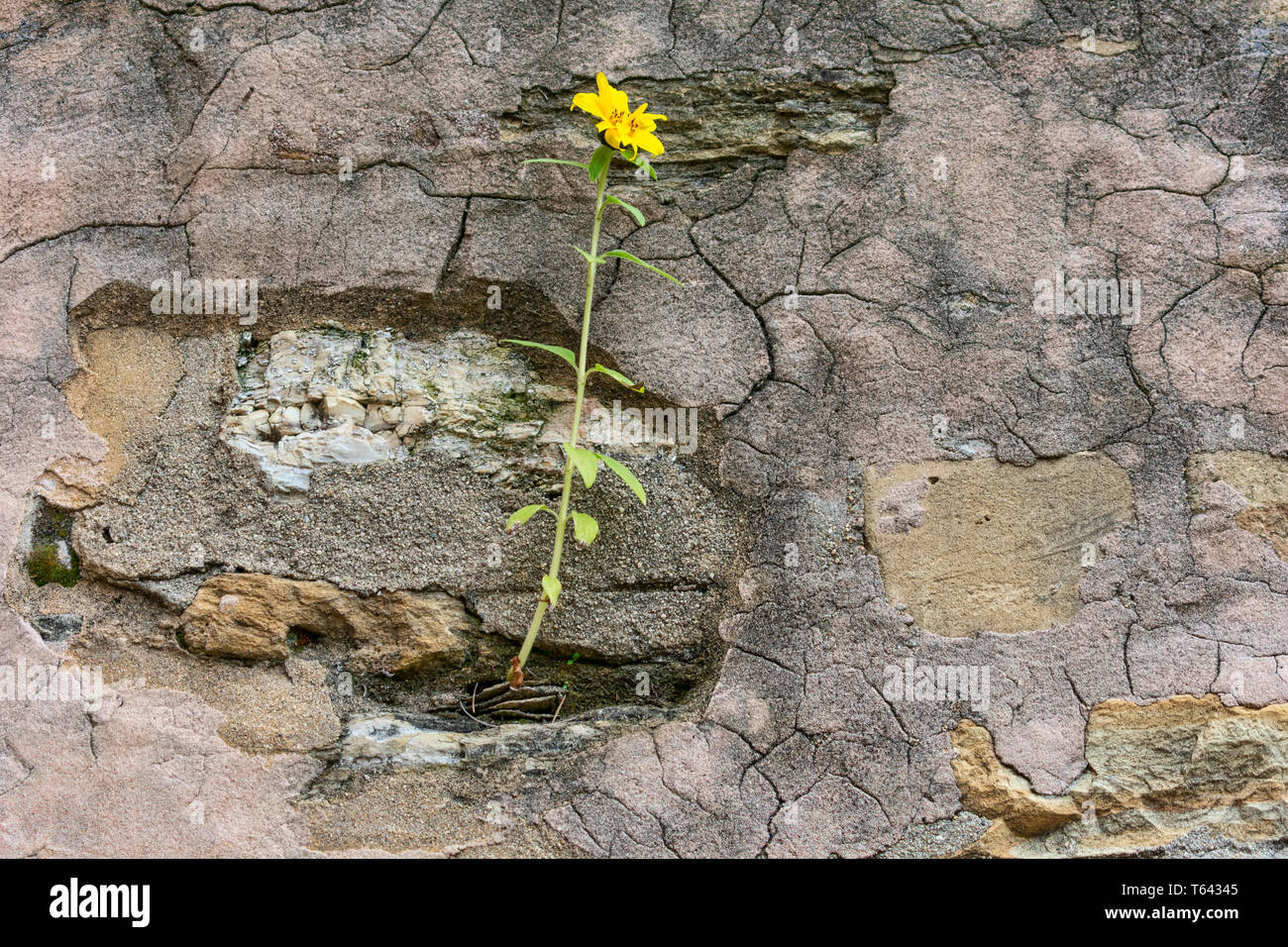 De plus en plus fleur jaune sur le crack grunge mur. Belle fleur jaune sur de hautes tiges vertes poussent sur vieux mur fissuré. Symbole de force et d'espoir. Banque D'Images
