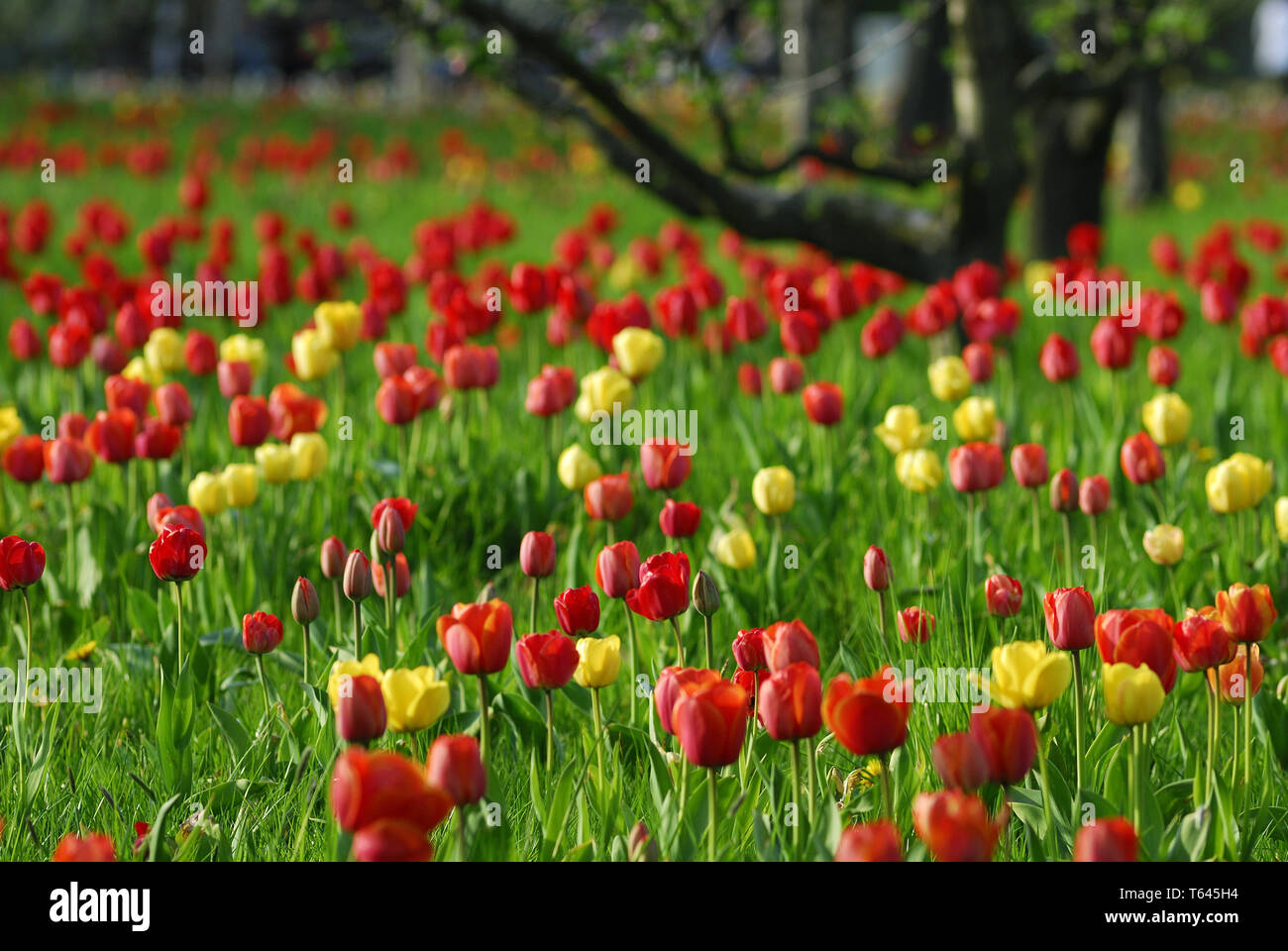 Saison de floraison des tulipes aux Pays-Bas, Europe Banque D'Images