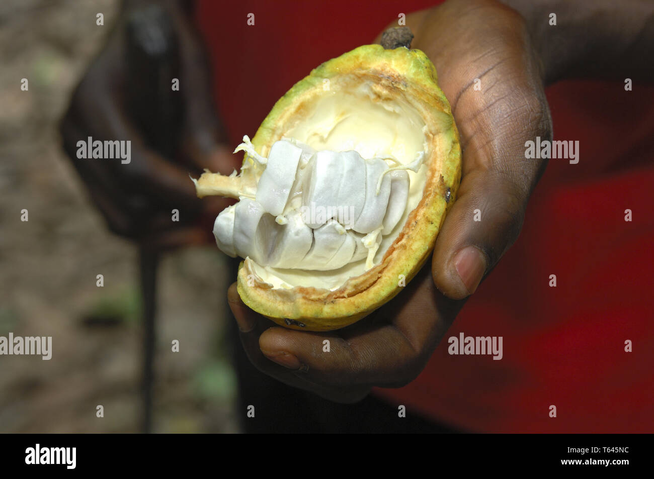 Plantation de cacao cacao avec fruits, l'Afrique de l'Ouest, au Ghana Banque D'Images