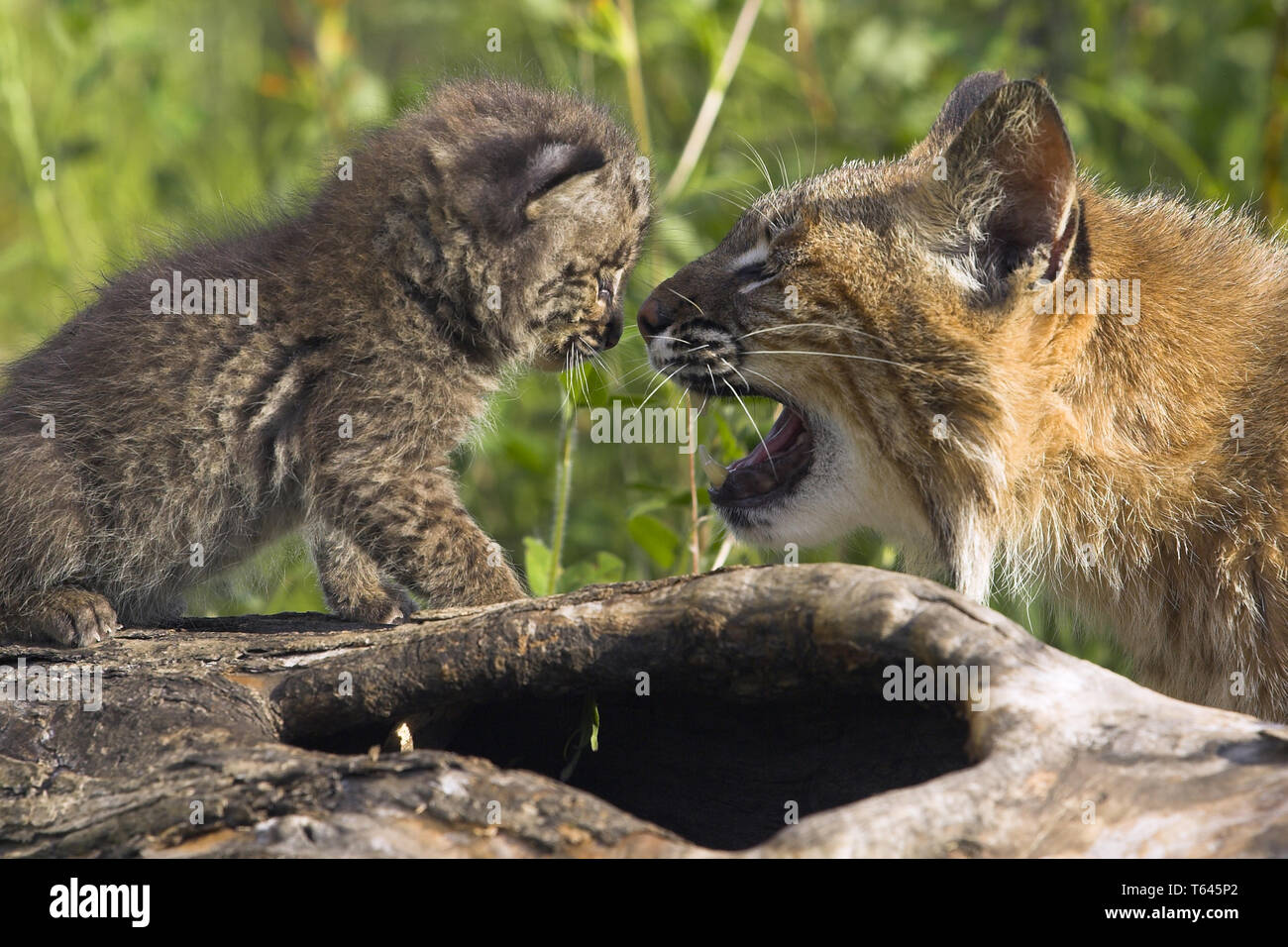 Felis lynx, Lynx, parc national de Bavière, Allemagne Banque D'Images