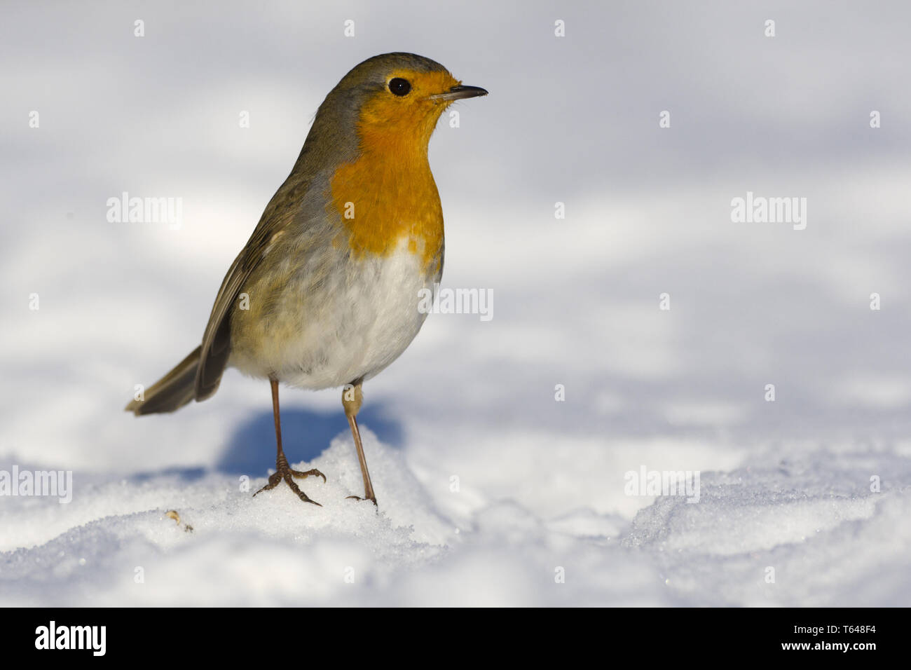 Robin européenne ou Redbreast, Erithacus rubecula aux abords Banque D'Images