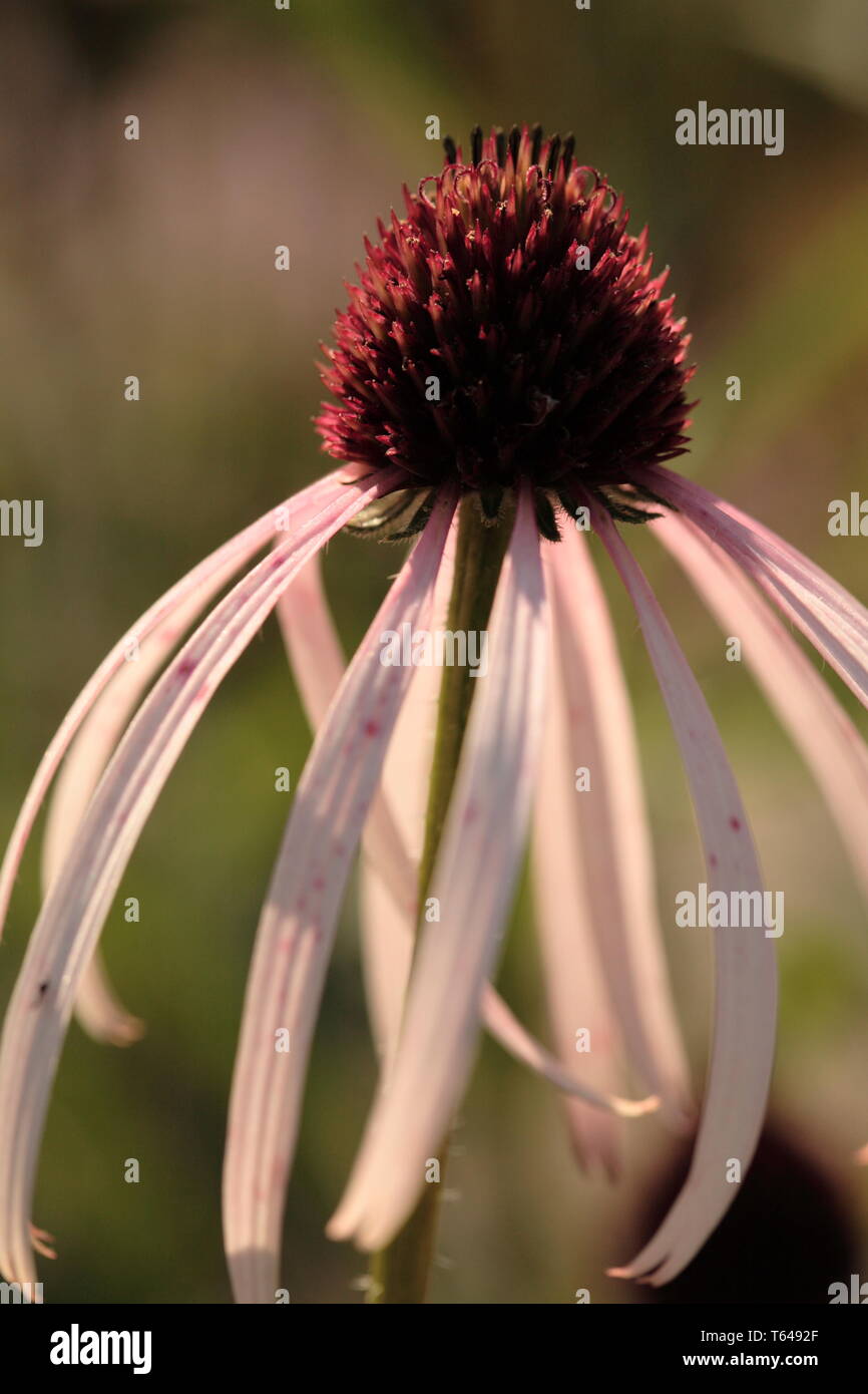 Coneflower Rudbeckia, (Ratibida, échinacée) Banque D'Images