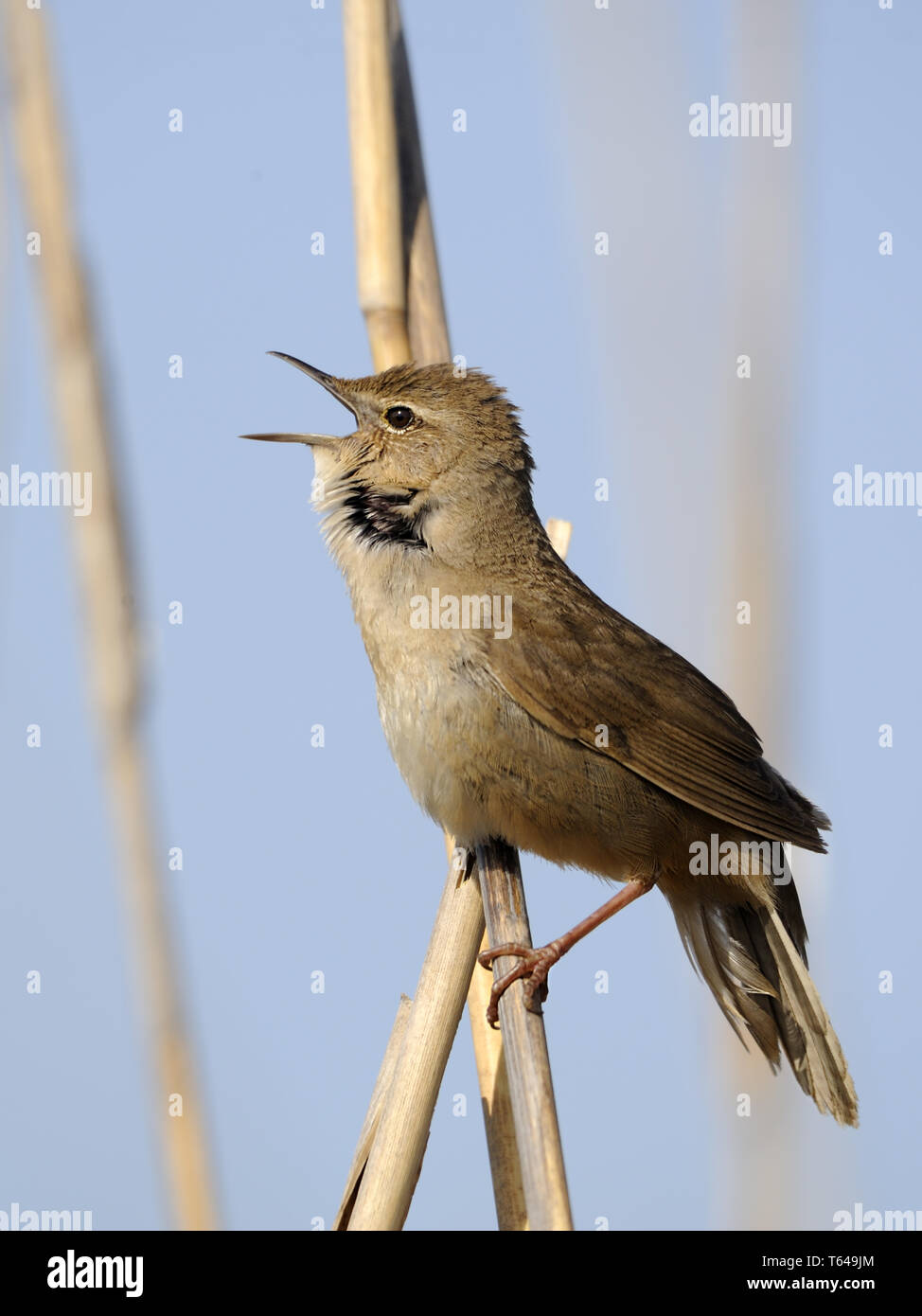 Savi's Warbler, Locustella luscinioides Banque D'Images