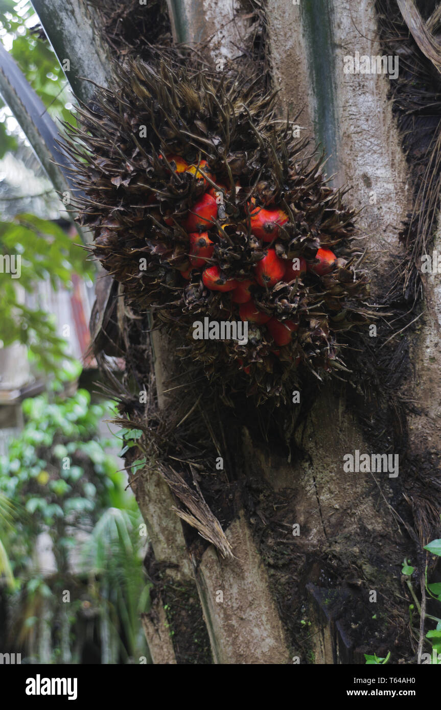 Fruit de l'arbre de palmier à huile Banque D'Images