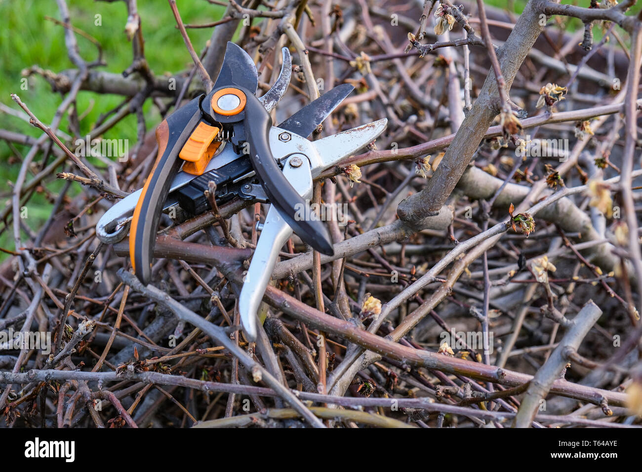 Pendu le sécateur une poire direction générale. Poire d'élagage des branches sécateurs. L'arbre de fraisage avec un cutter. L'élagage de printemps d'arbres fruitiers. Banque D'Images