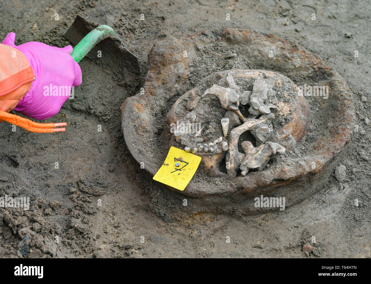 Klessin, Allemagne. Apr 29, 2019. Le crâne d'un soldat allemand de la Seconde Guerre mondiale réside dans un casque d'acier, les membres de la Verein zur Bergung Gefallener dans Osteuropa e.V. (association pour la récupération des soldats tombés en Europe de l'Est). (VBGO) dans une ancienne tranchée. La recherche de la demeure des morts de la guerre sur le bord de l'Oderbruch continue. À ce jour, le lieu où se trouve de nombreux morts à la guerre de la Seconde Guerre mondiale au Brandebourg demeurent obscures. Dpa : Crédit photo alliance/Alamy Live News Banque D'Images Klessin, Allemagne. Apr 29, 2019. Le crâne d'un soldat allemand de la Seconde Guerre mondiale réside dans un casque d'acier, les membres de la Verein zur Bergung Gefallener dans Osteuropa e.V. (association pour la récupération des soldats tombés en Europe de l'Est). (VBGO) dans une ancienne tranchée. La recherche de la demeure des morts de la guerre sur le bord de l'Oderbruch continue. À ce jour, le lieu où se trouve de nombreux morts à la guerre de la Seconde Guerre mondiale au Brandebourg demeurent obscures. Dpa : Crédit photo alliance/Alamy Live News Banque D'Images