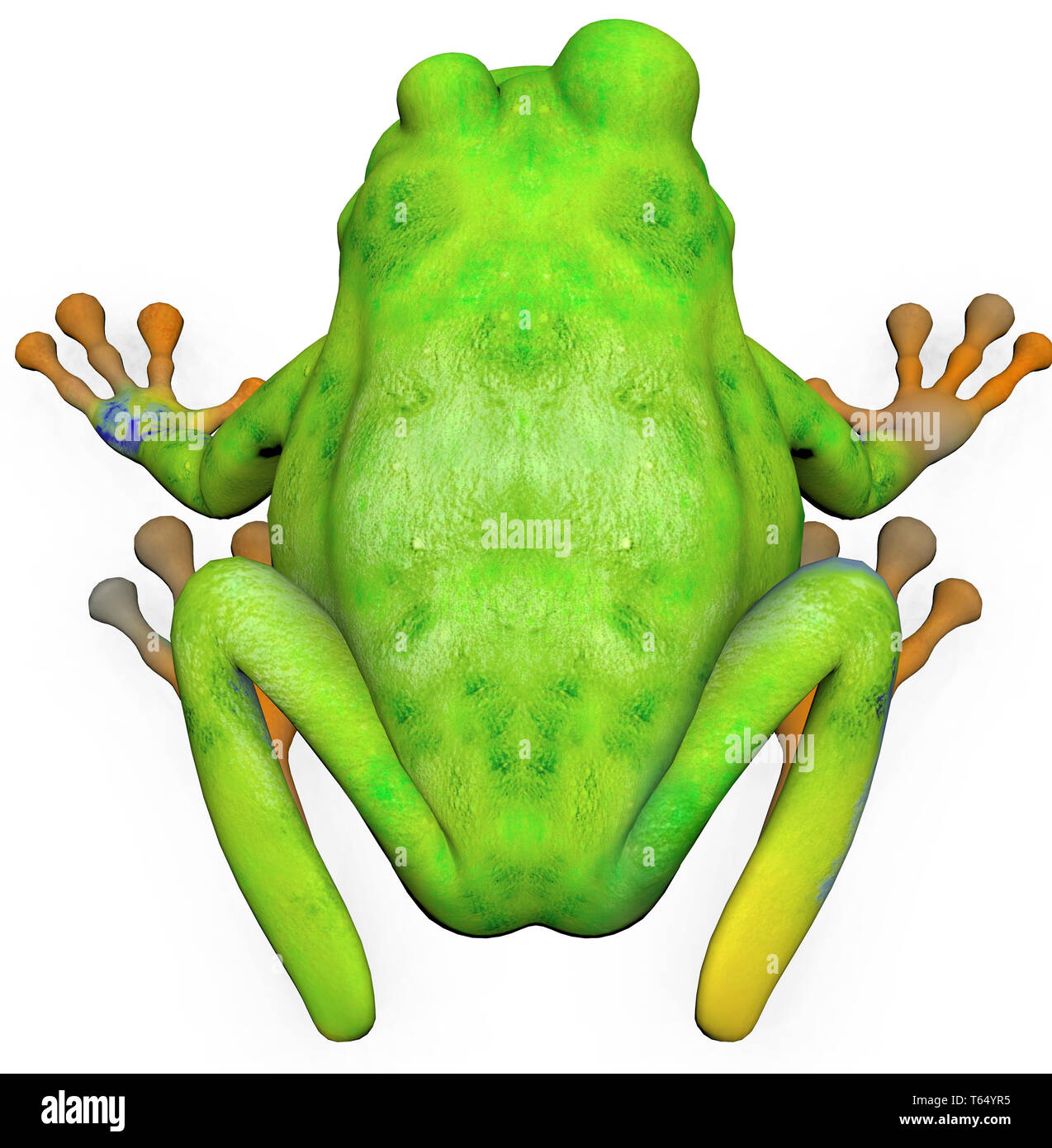 European rainette, Hyla arborea Banque D'Images