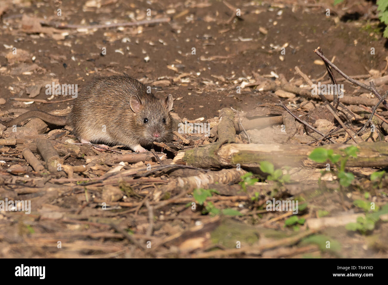 Pris dans la lumière du soleil ce rongeur rat est ramasser des morceaux de nourriture sur le terrain et à la recherche directement sur la caméra Banque D'Images