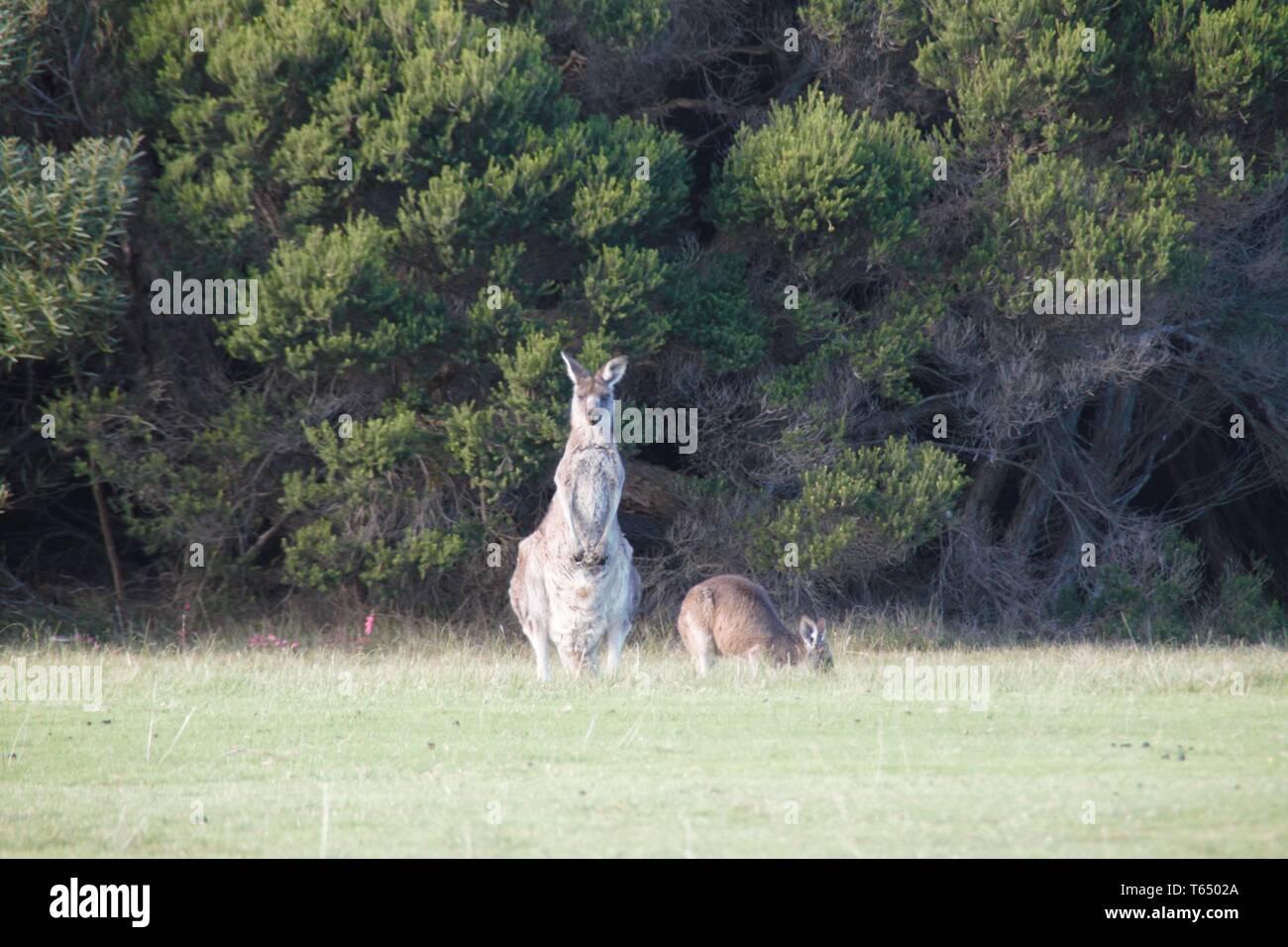 En Australie, le kangourou Mère avec enfant dans le green park Banque D'Images