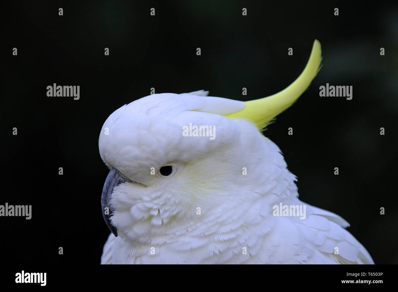 Teneur en soufre cacatoès soufré, Cacatua galerita, Queensland, Australie Banque D'Images