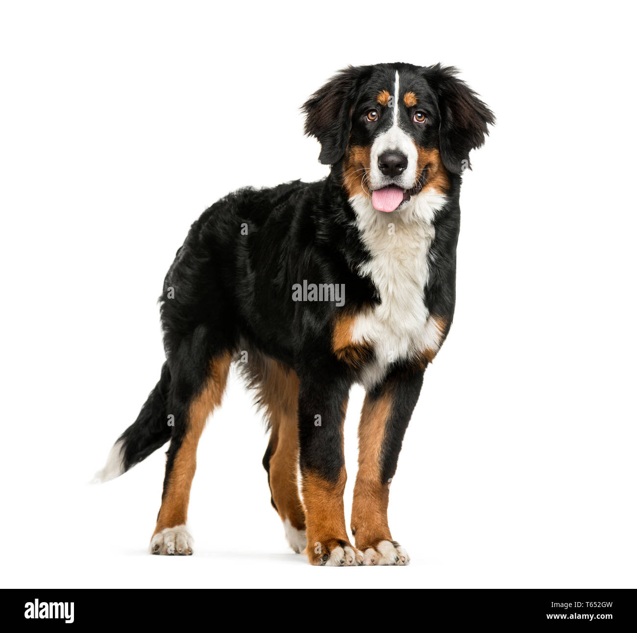 Debout Bernois, 10 years old, in front of white background Banque D'Images