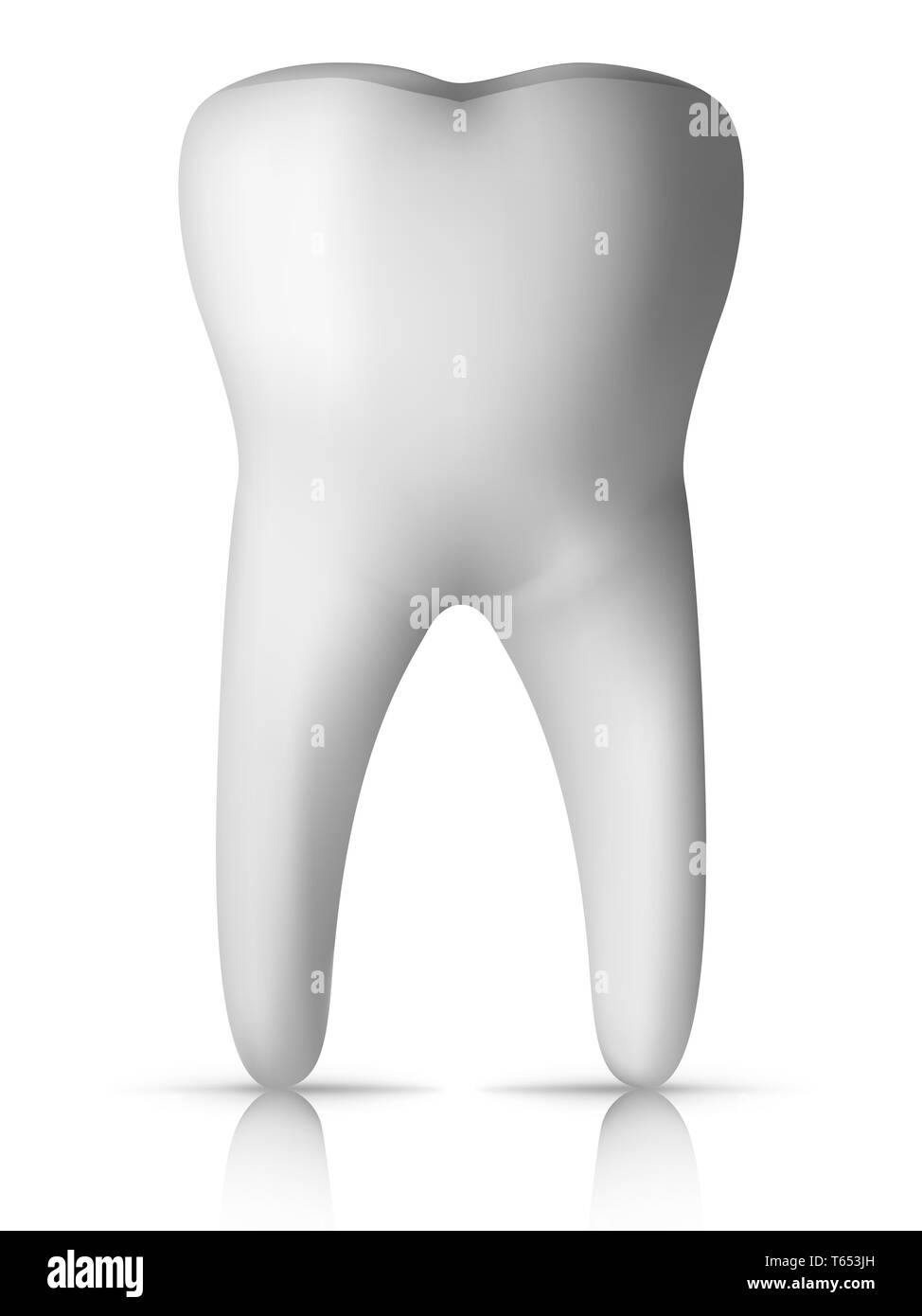 Molaire Banque D'Images