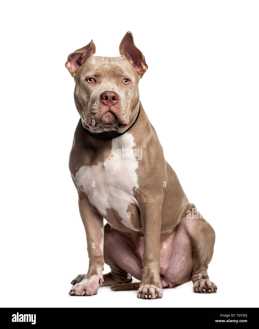American Bully, 10 years old, in front of white background Banque D'Images
