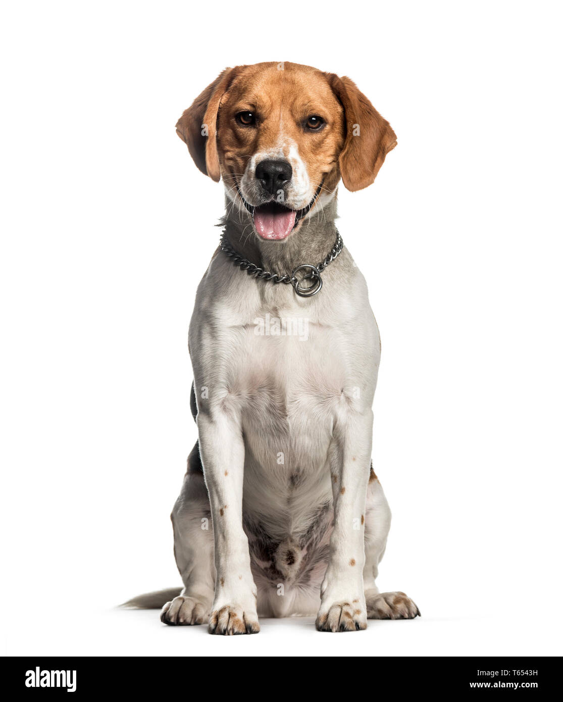 Beagle, 2 ans, in front of white background Banque D'Images