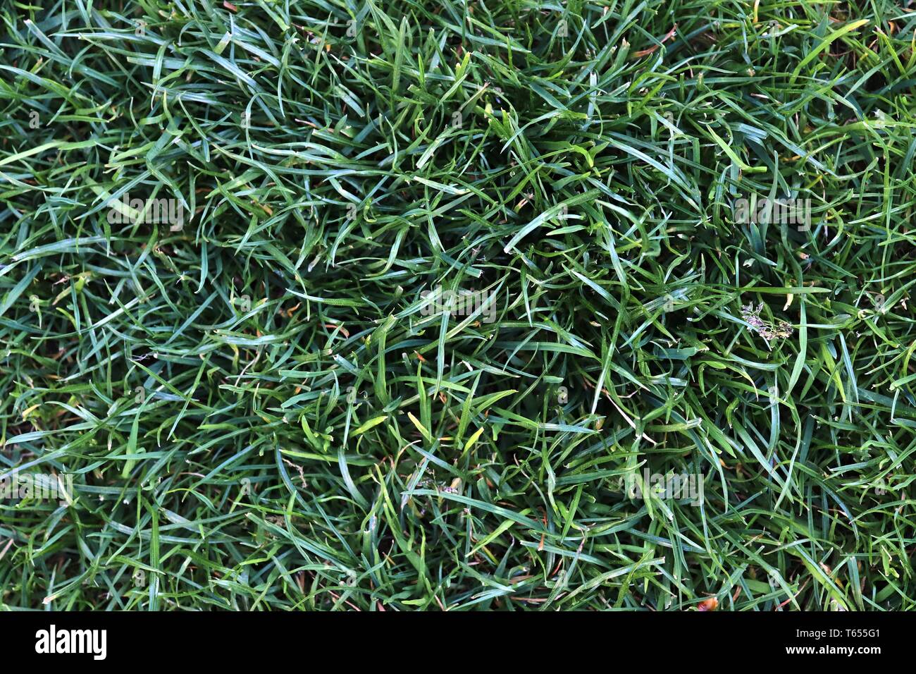 Close up surface d'herbe verte sur une prairie sur une journée ensoleillée Banque D'Images