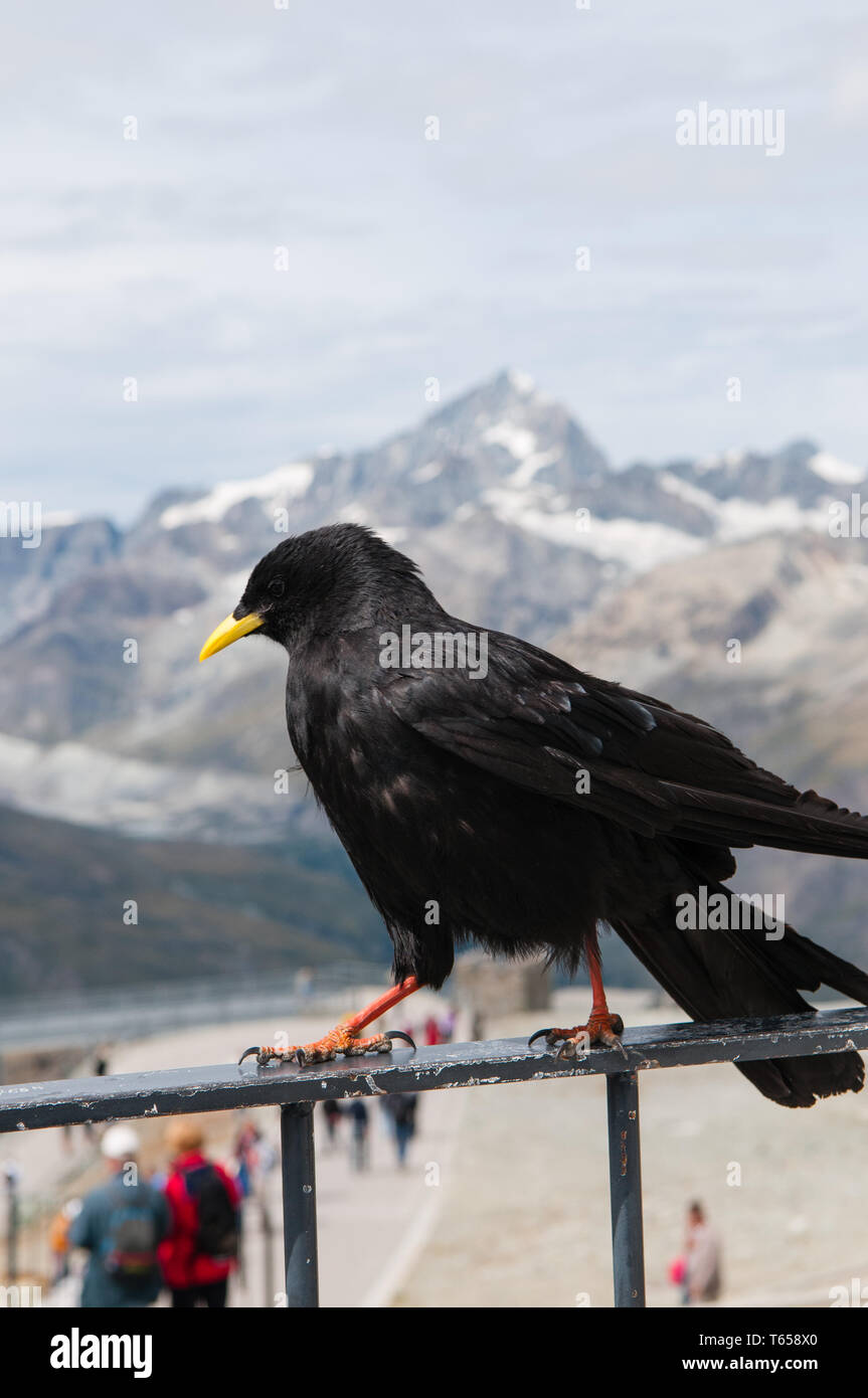 Pyrrhocorax graculus, Alpine chough, Autriche Banque D'Images