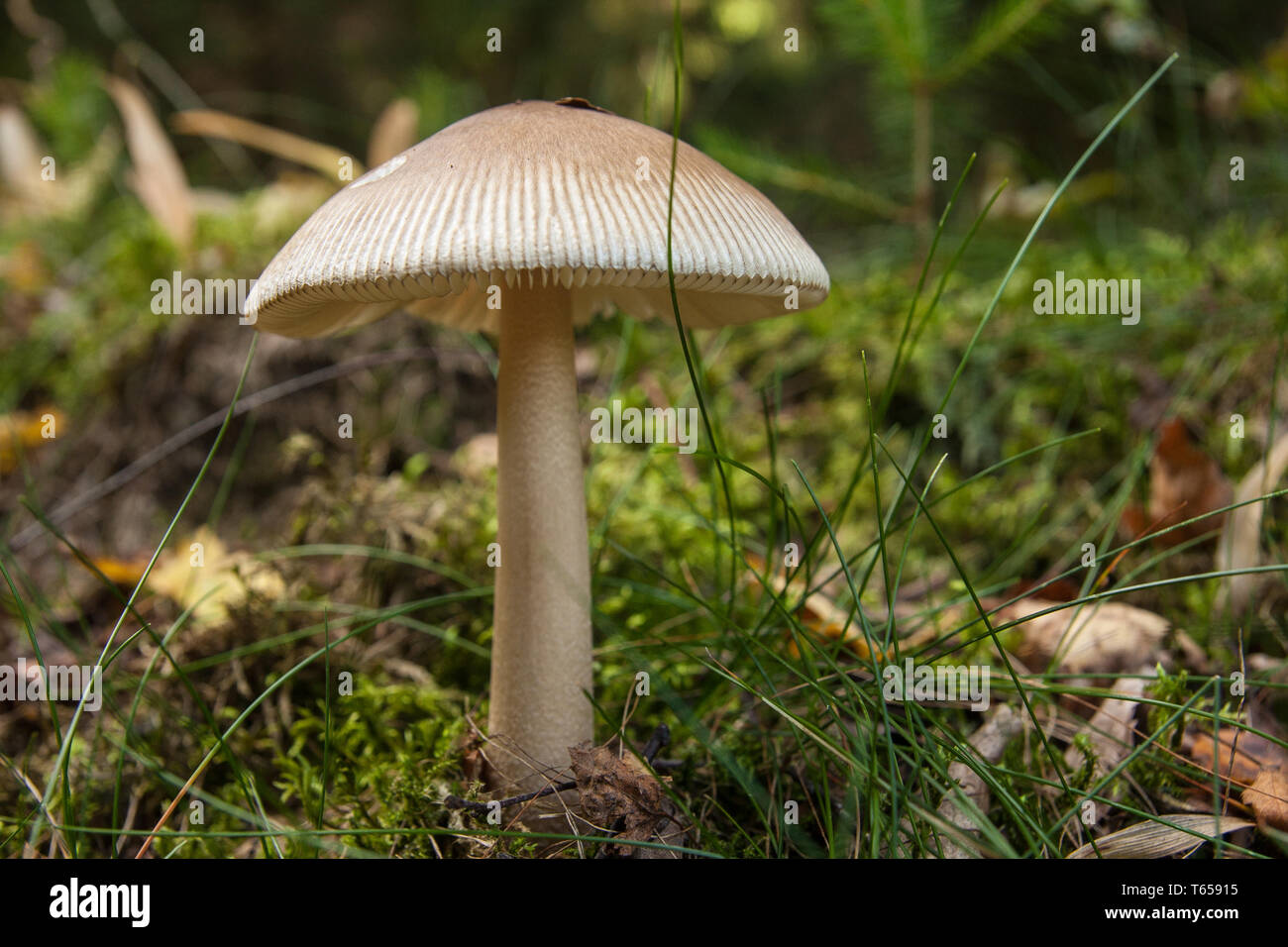 [Amanita vaginata grisette] Banque D'Images