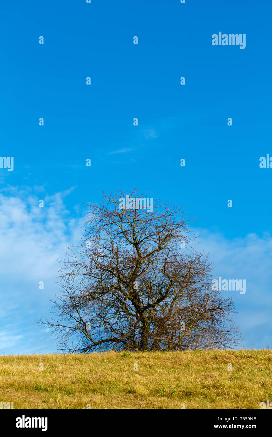 Beau paysage d'automne d'arbres et ciel bleu Banque D'Images