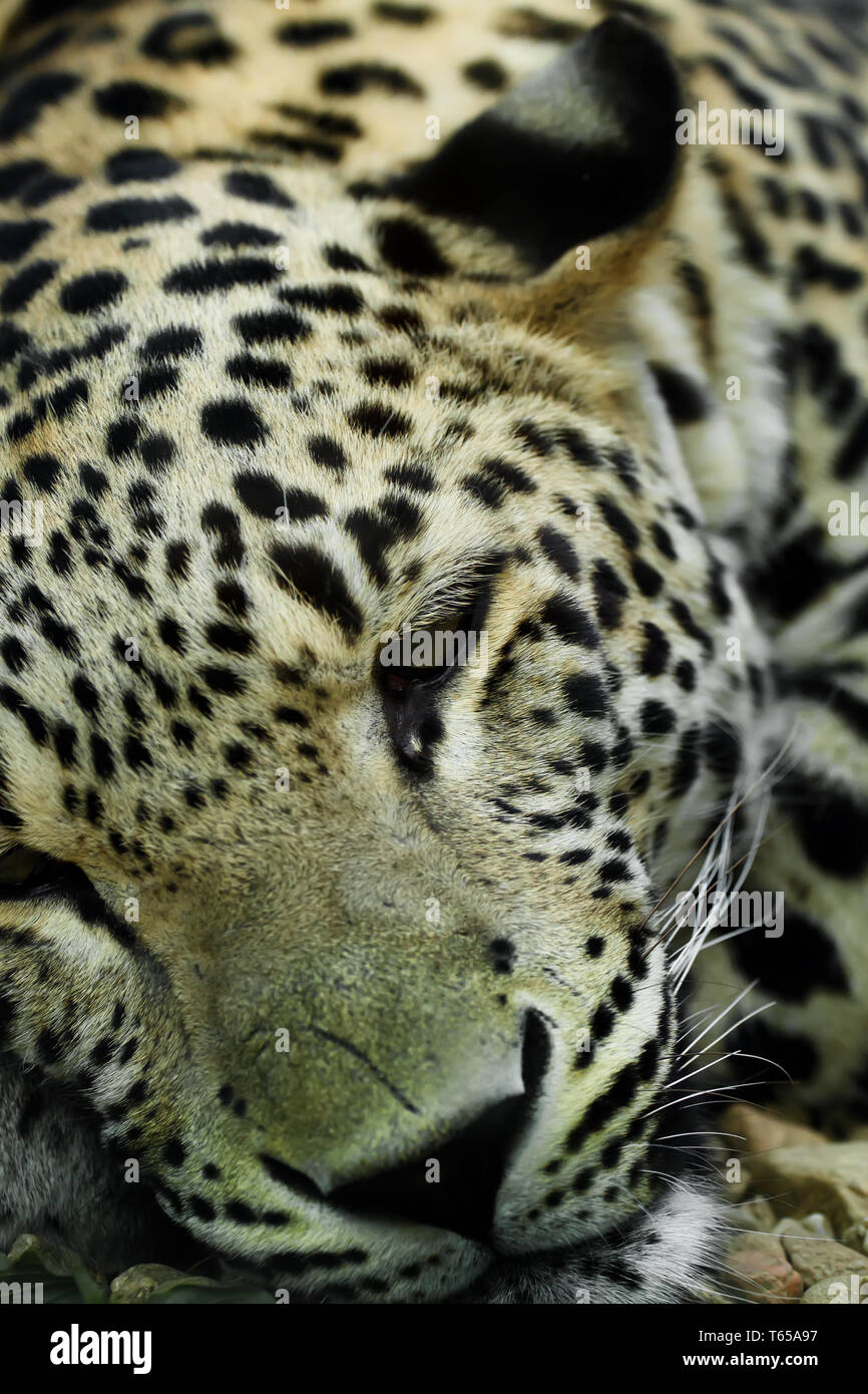 Lying Snow Leopard (Panthera uncia) Irbis Banque D'Images
