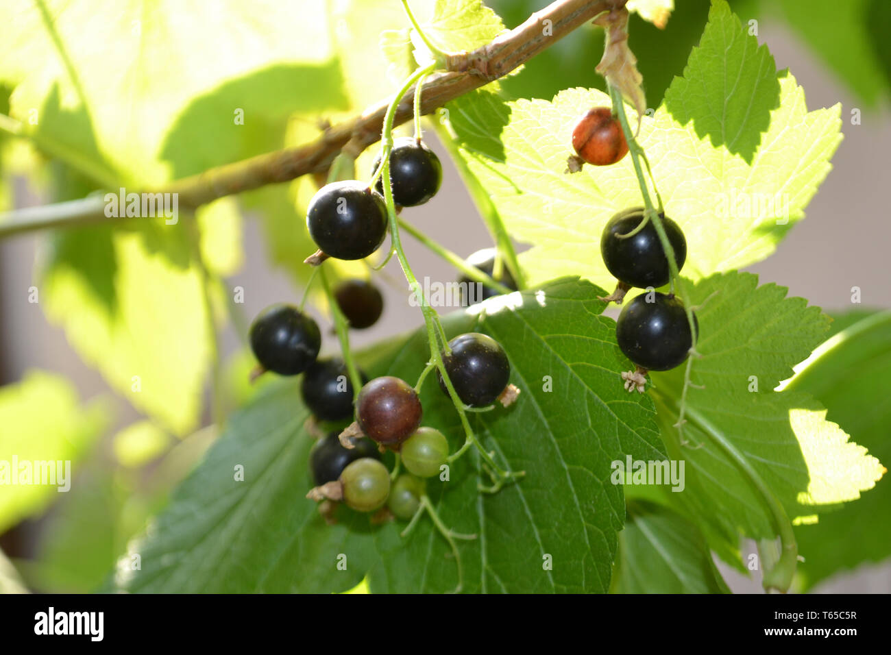 Close-up vue de cassis et de fruits mûrs vert croissant sur la branche éclairées sous le soleil. Banque D'Images
